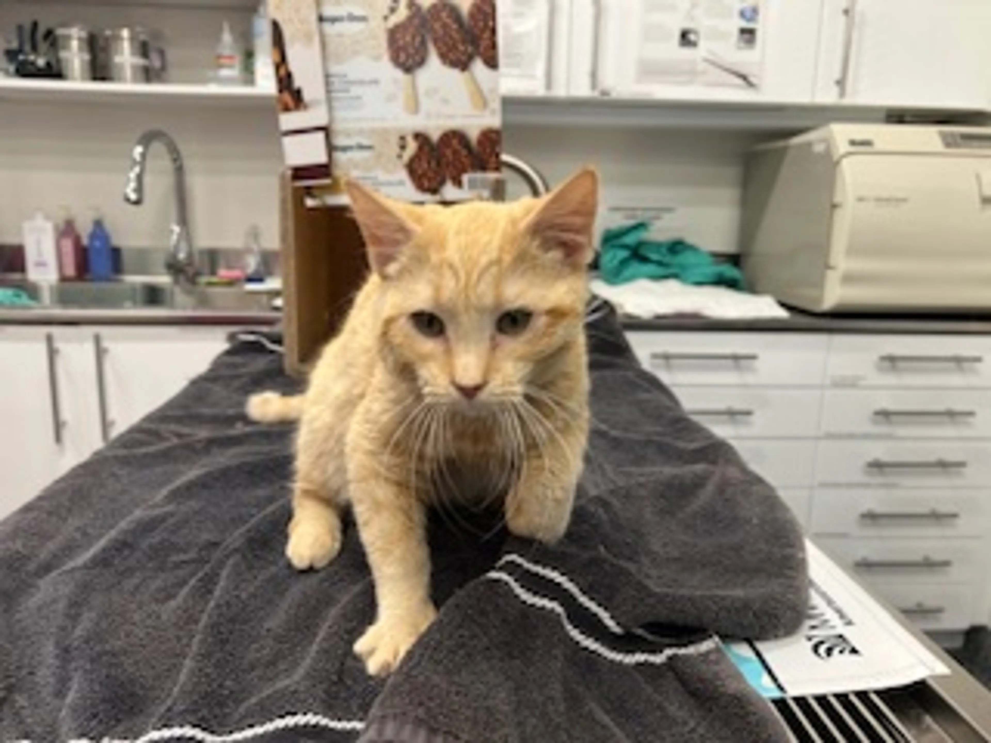 Found pet