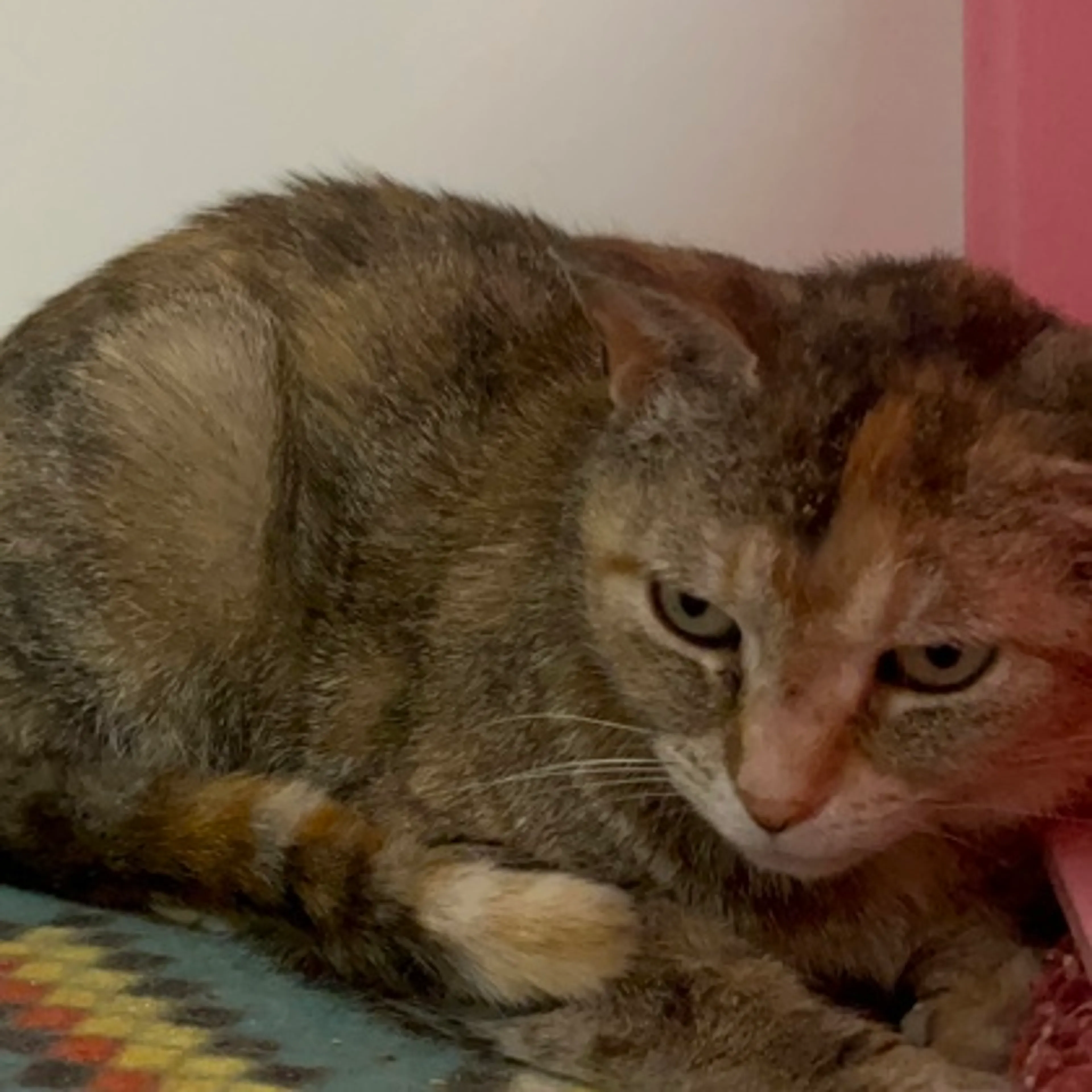 Found pet-1