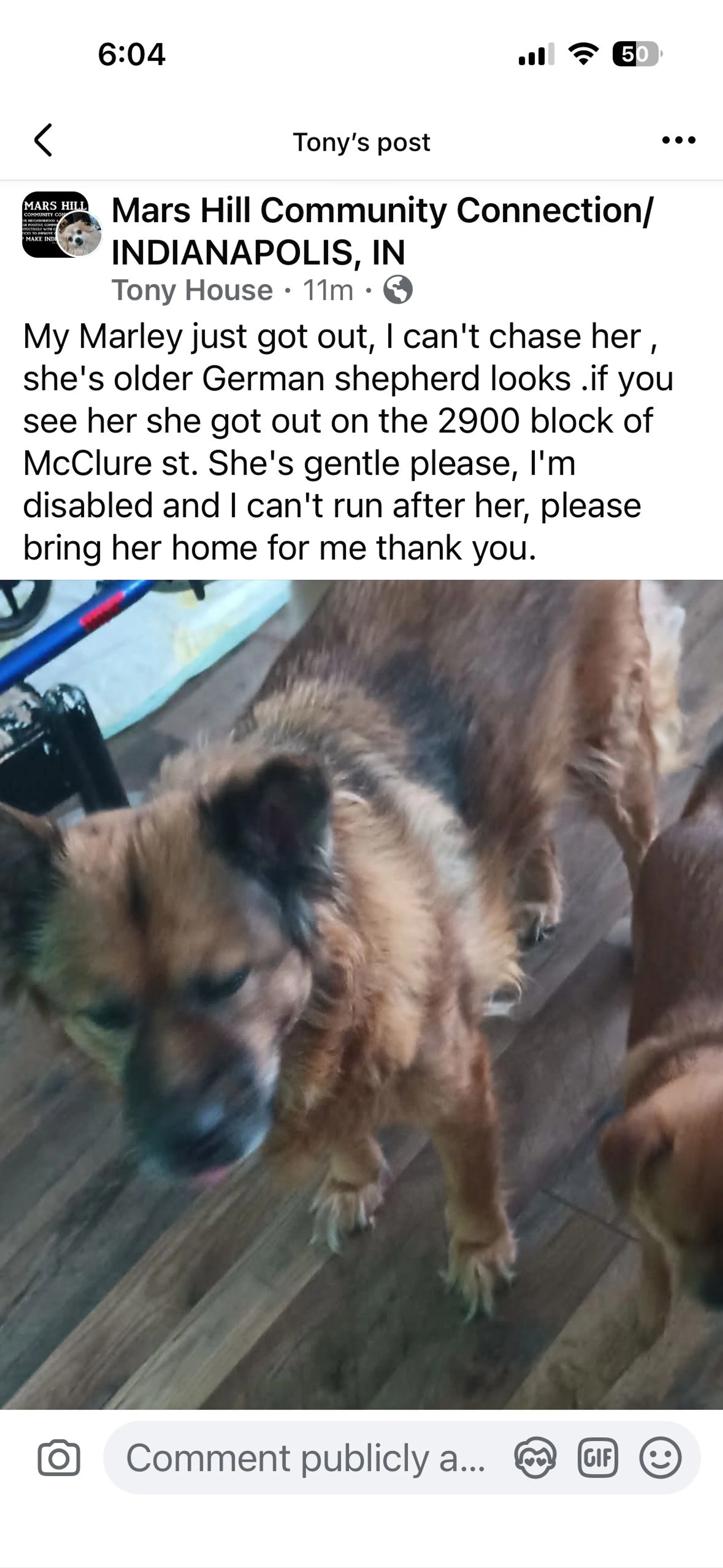 Lost pet