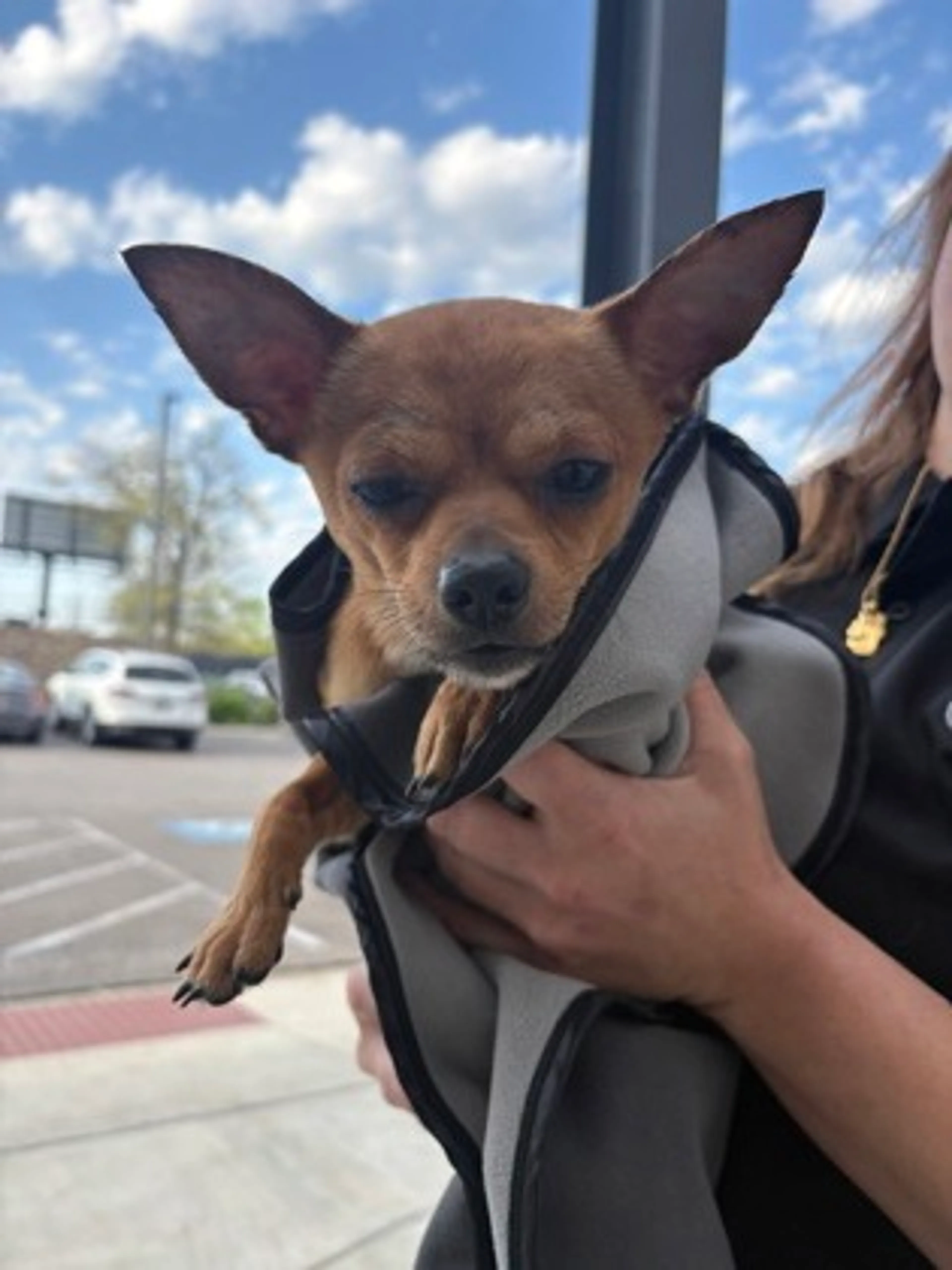 Found pet