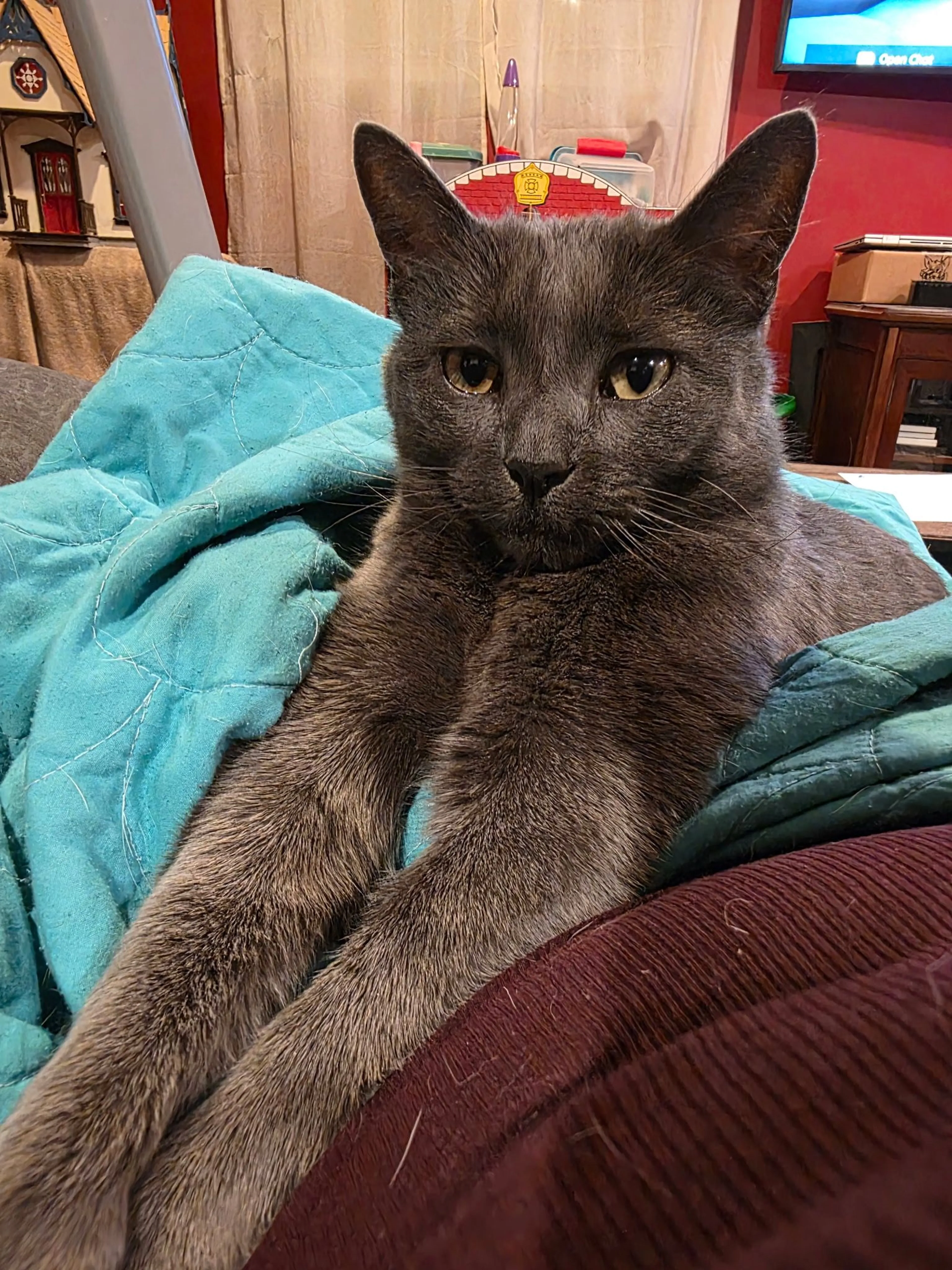 Lost pet