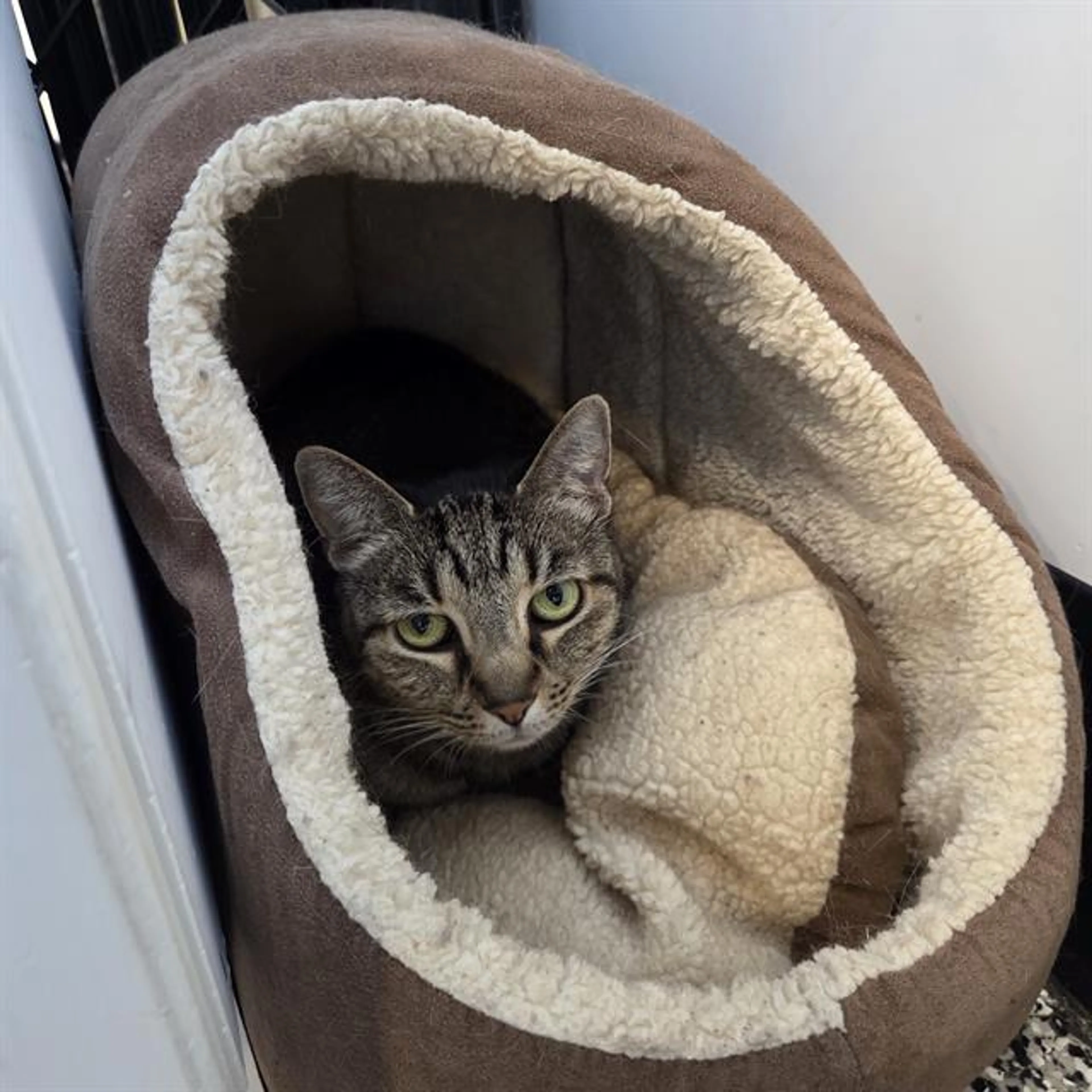Found pet