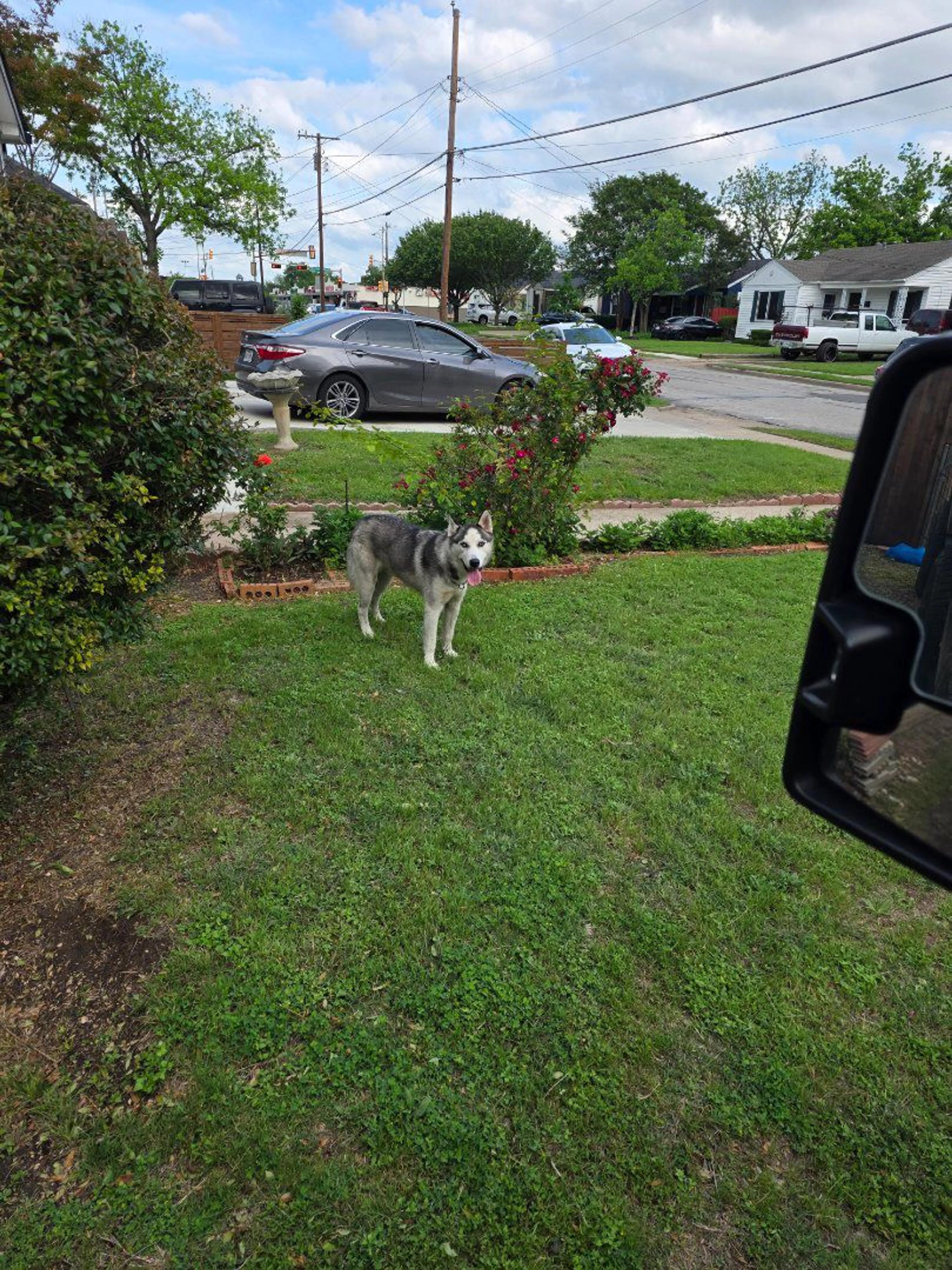 Lost pet-0