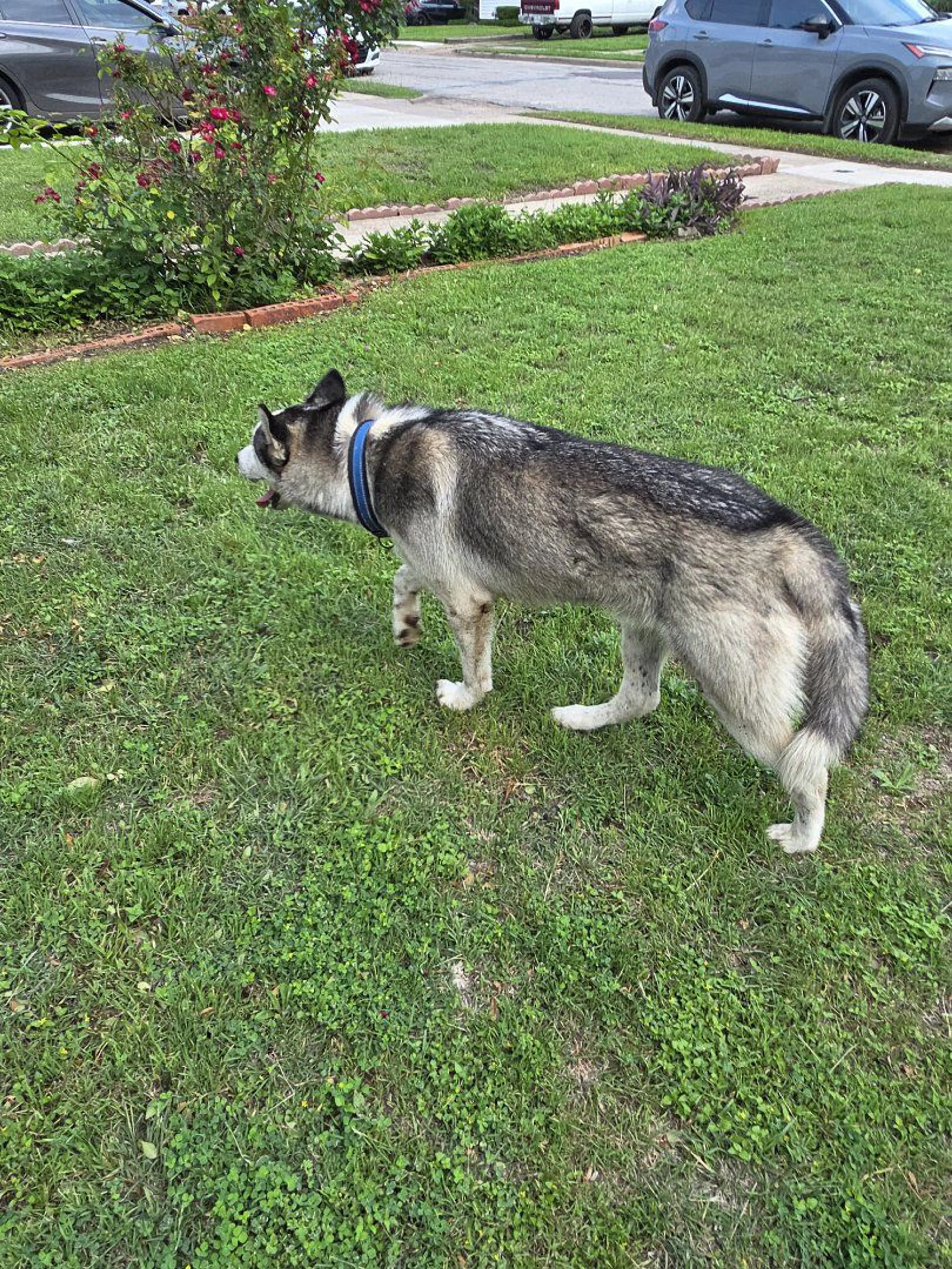 Lost pet-1