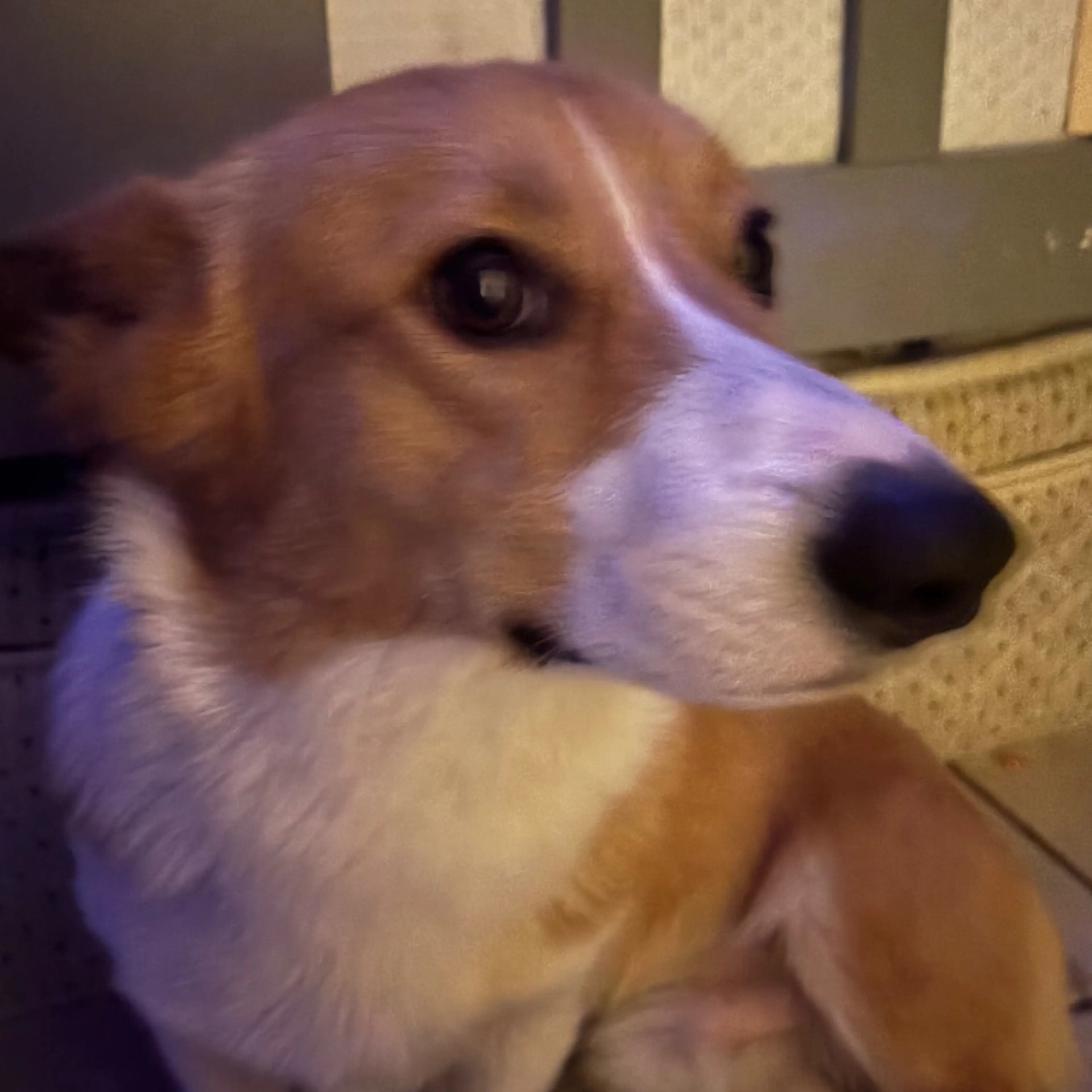 Lost pet