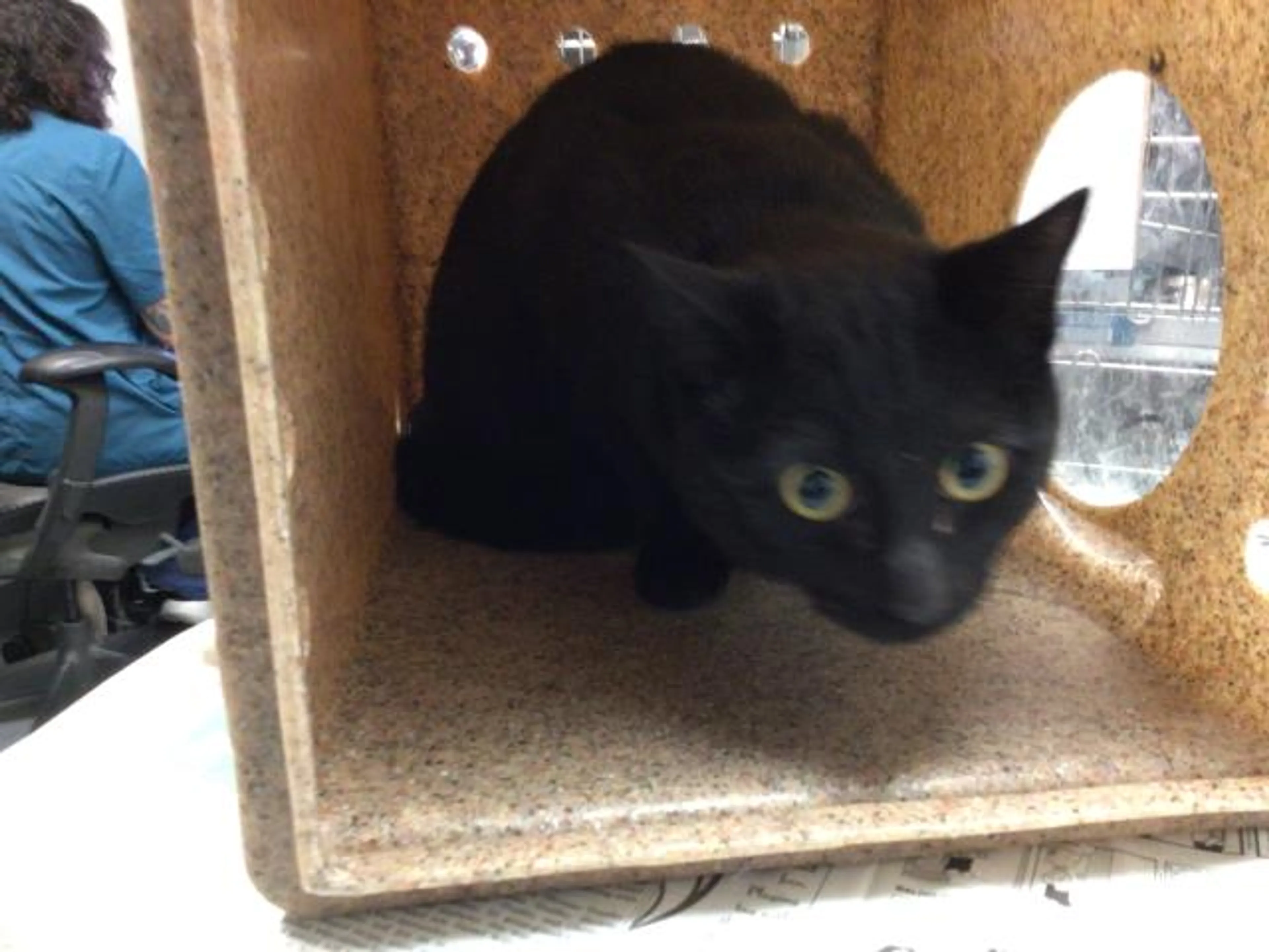 Found pet