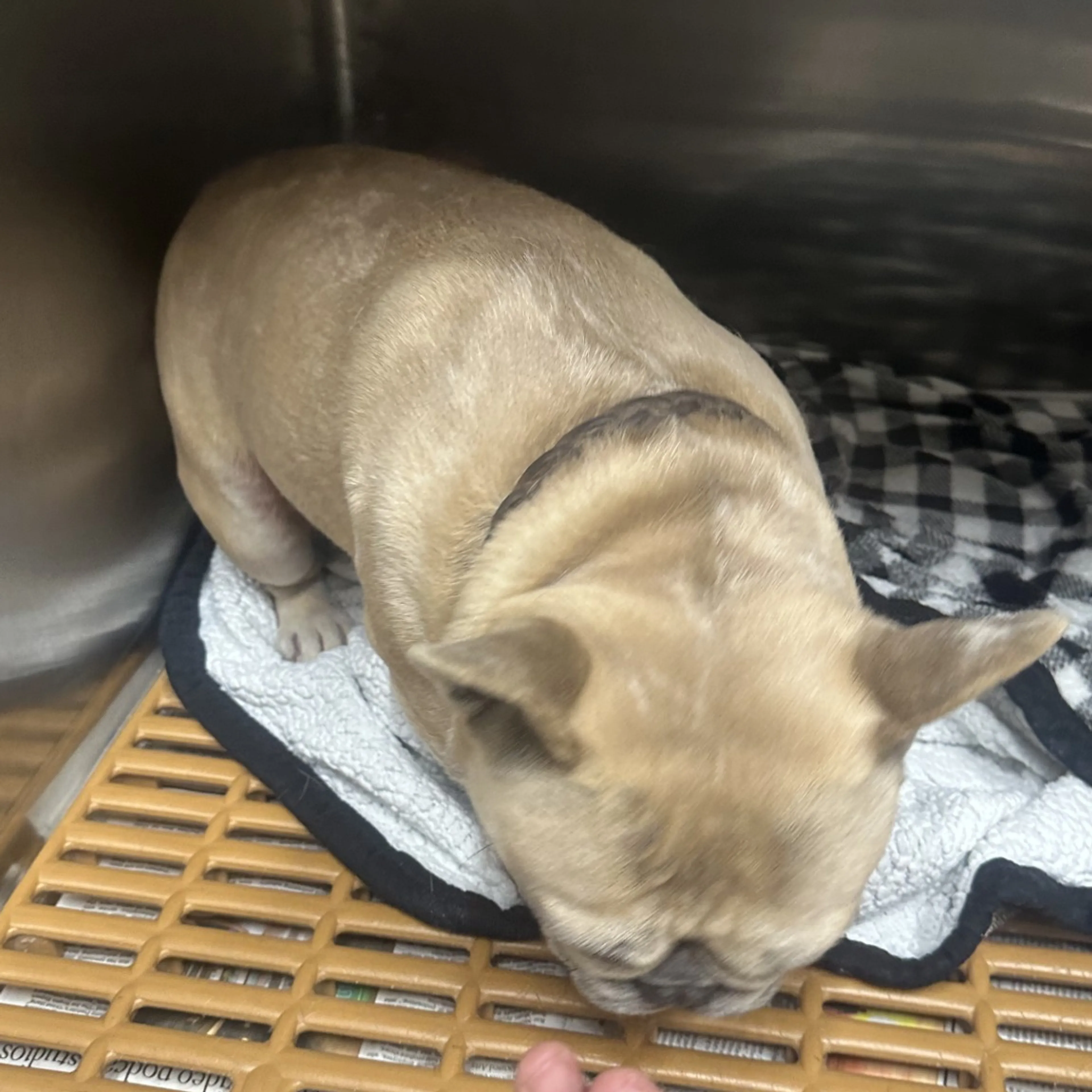 Found pet-1