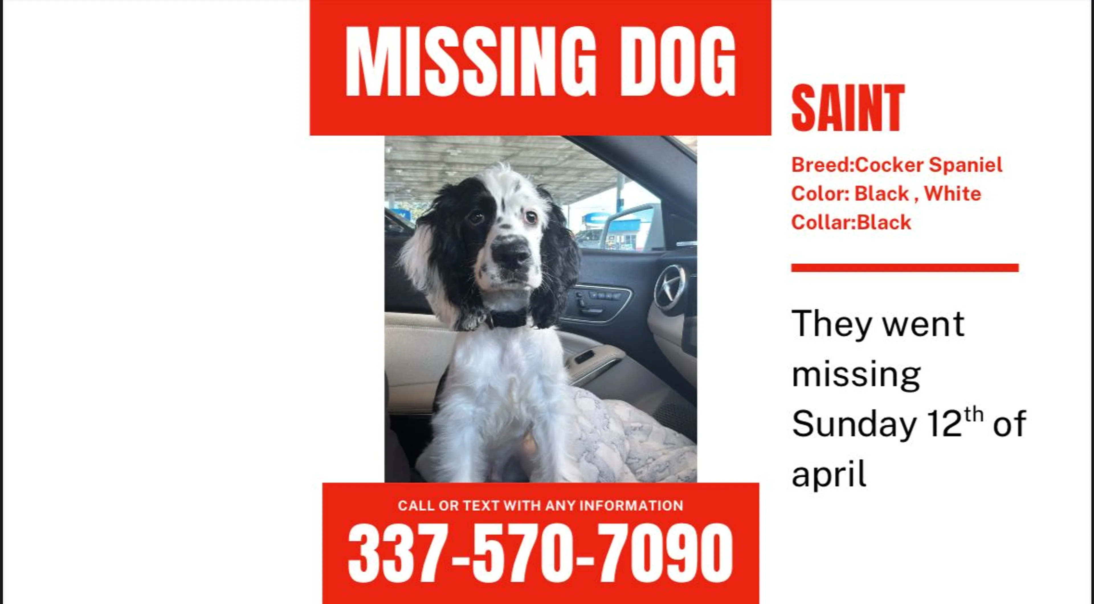 Lost pet-0
