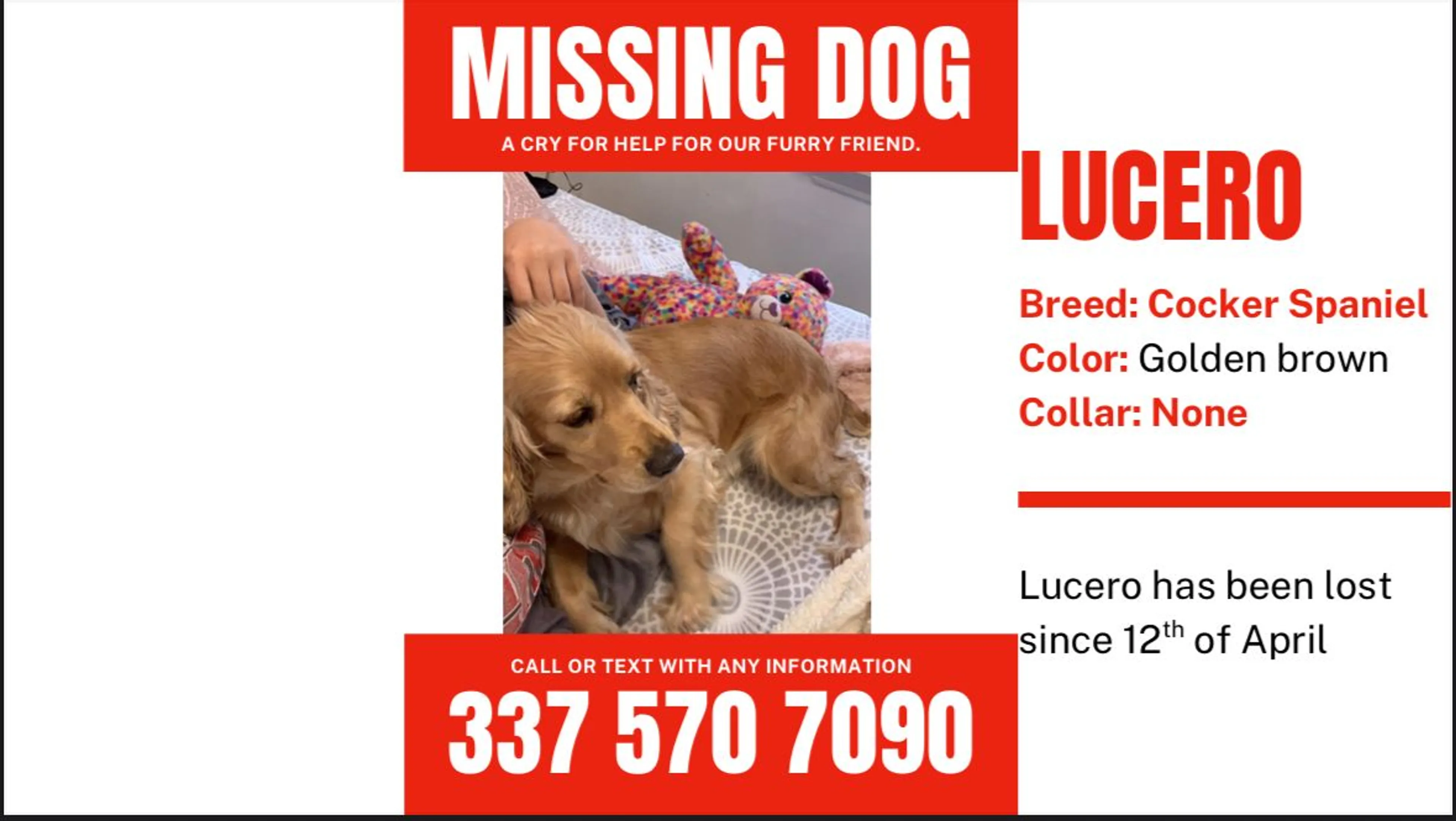 Lost pet-1