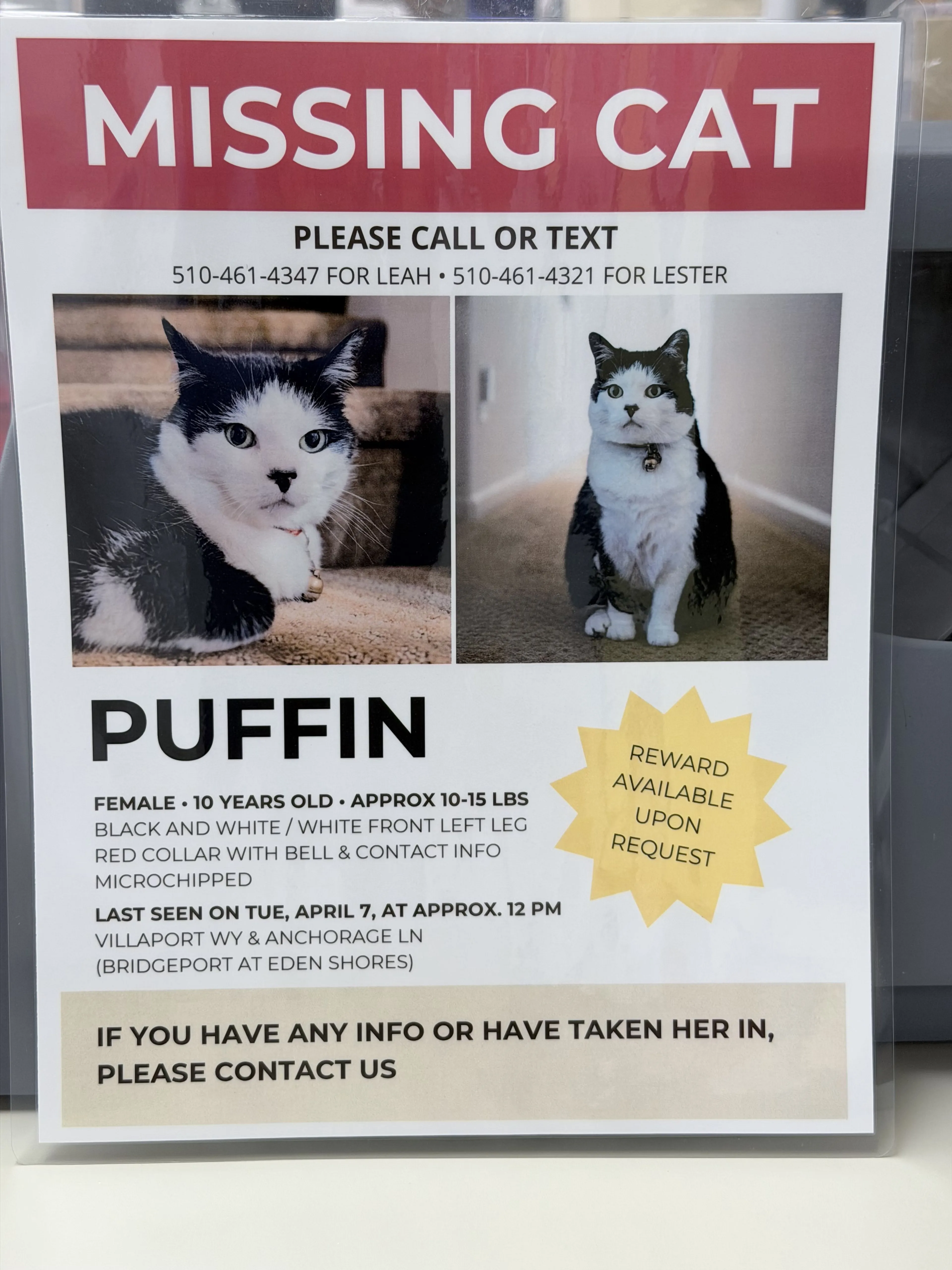 Lost pet