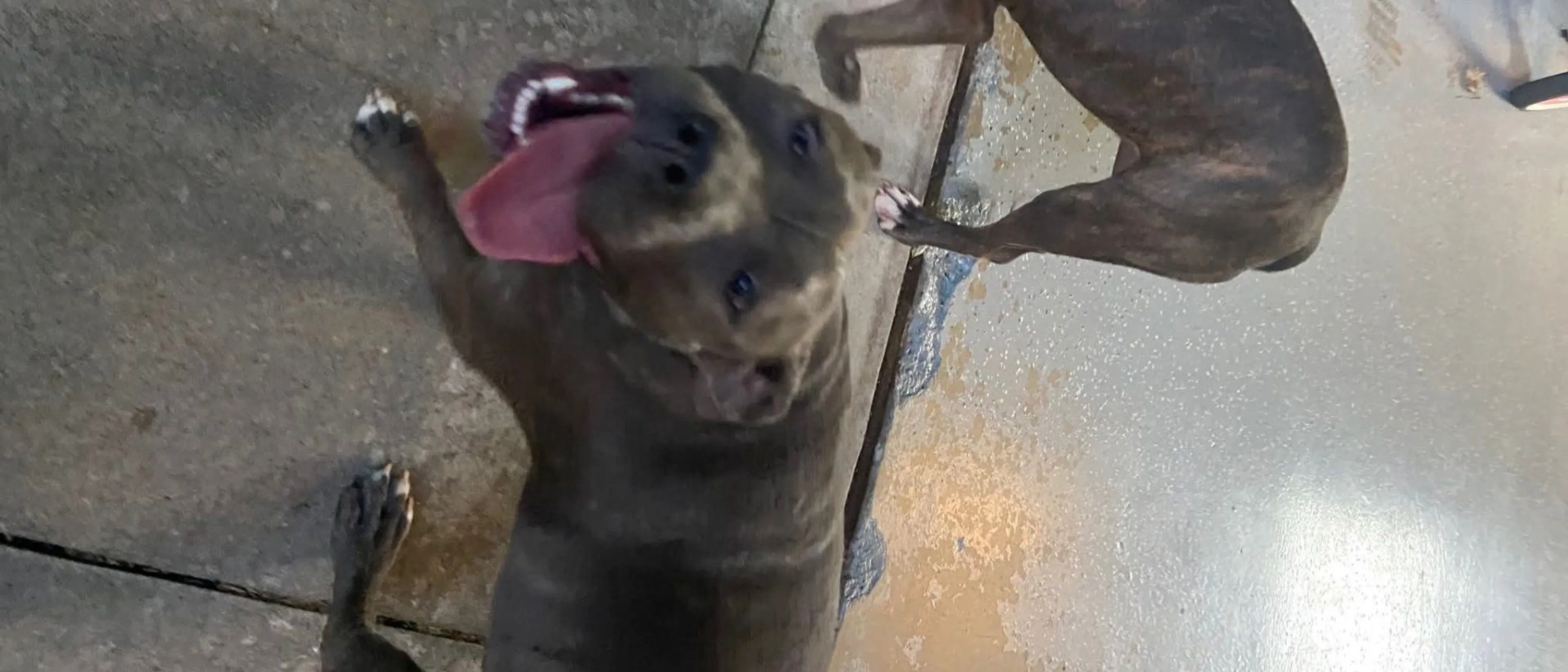 Lost pet-1