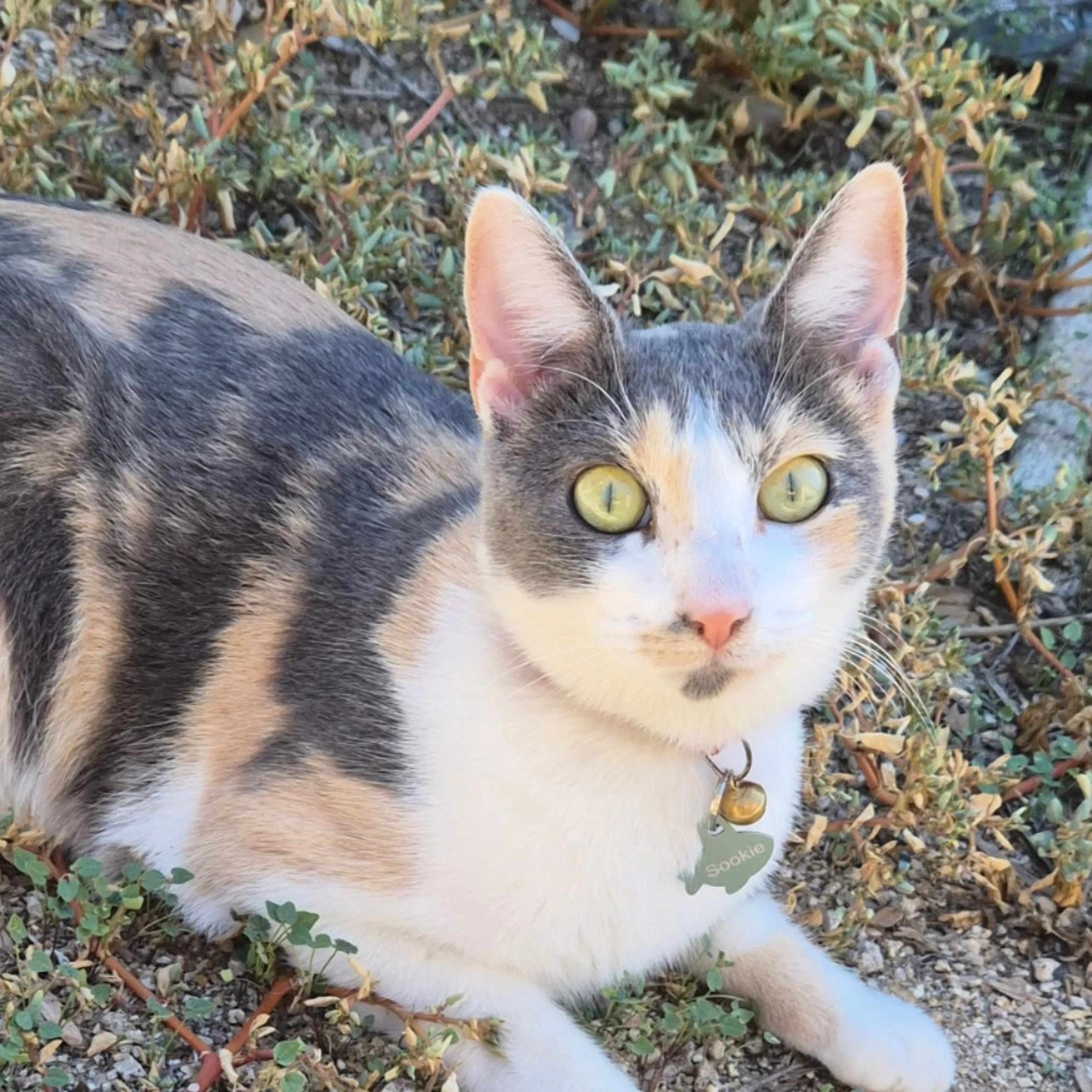 Lost pet