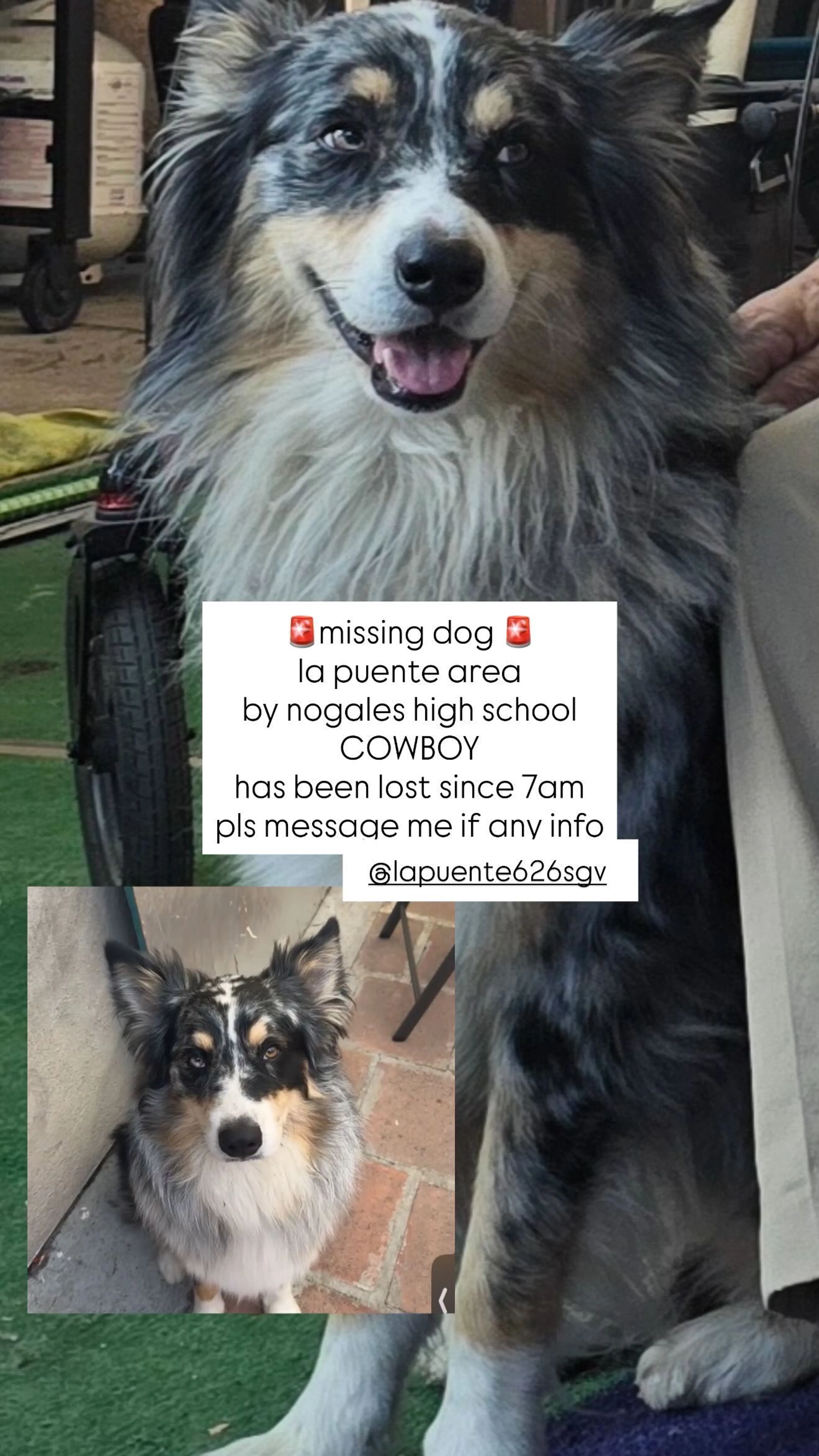 Lost pet