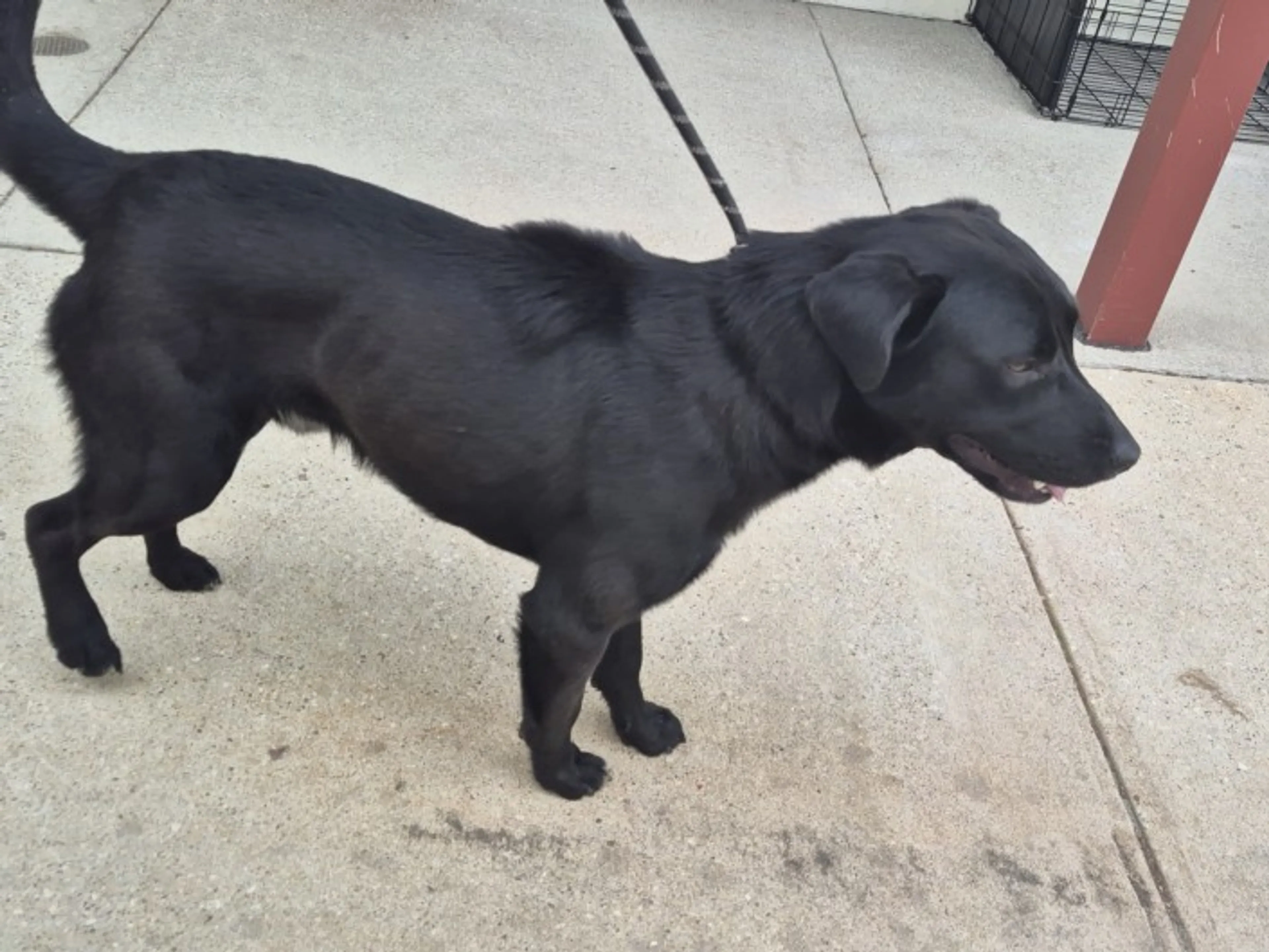 Found pet