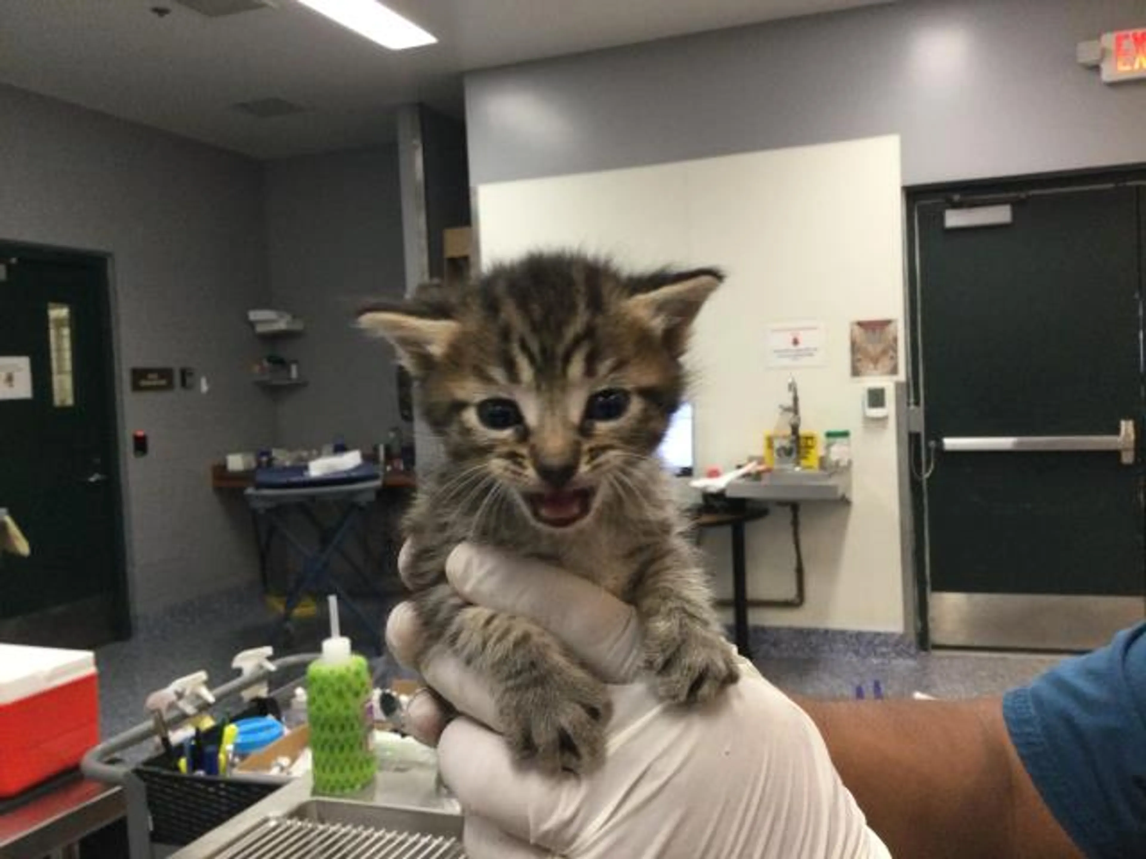 Found pet