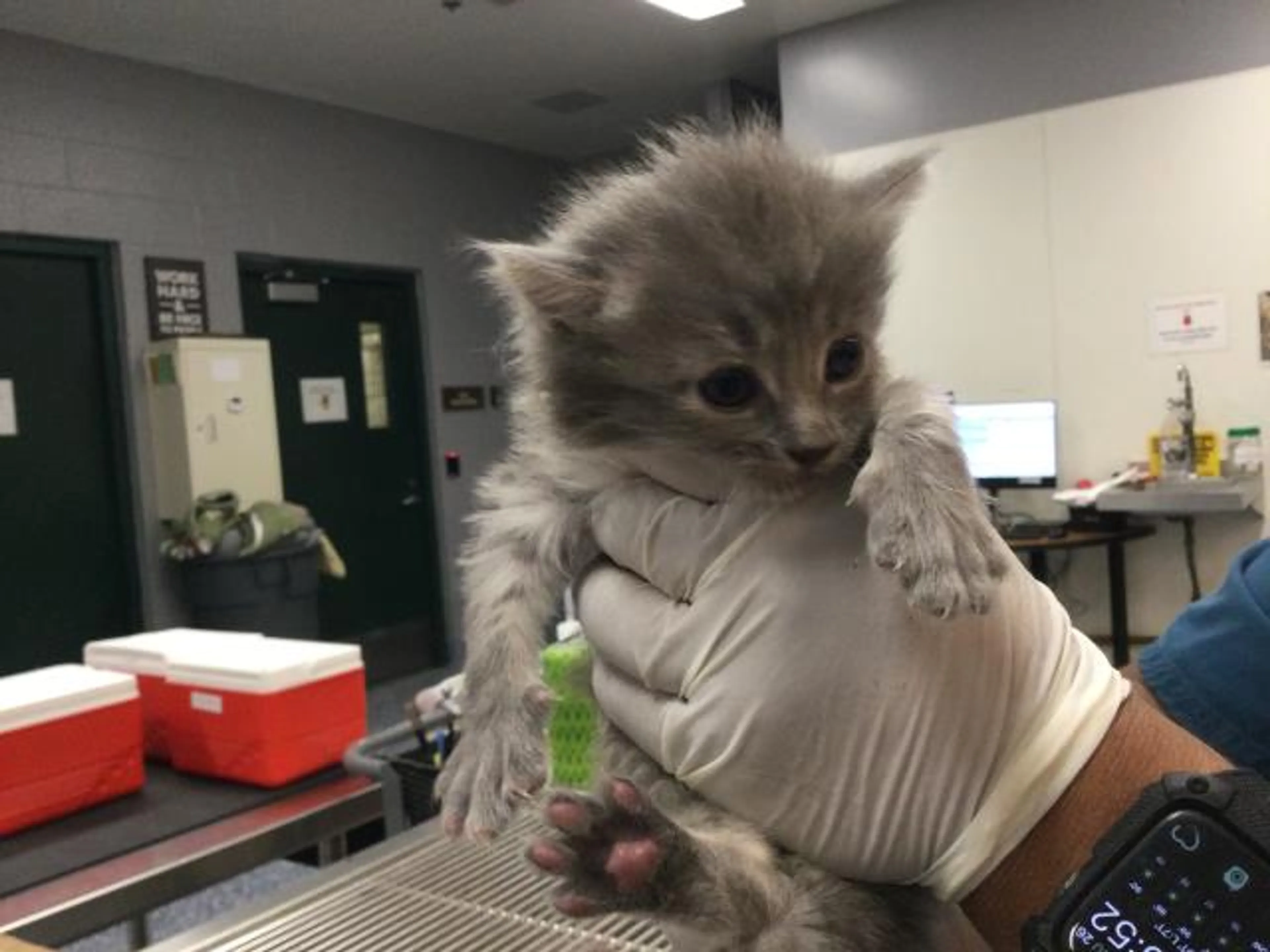 Found pet