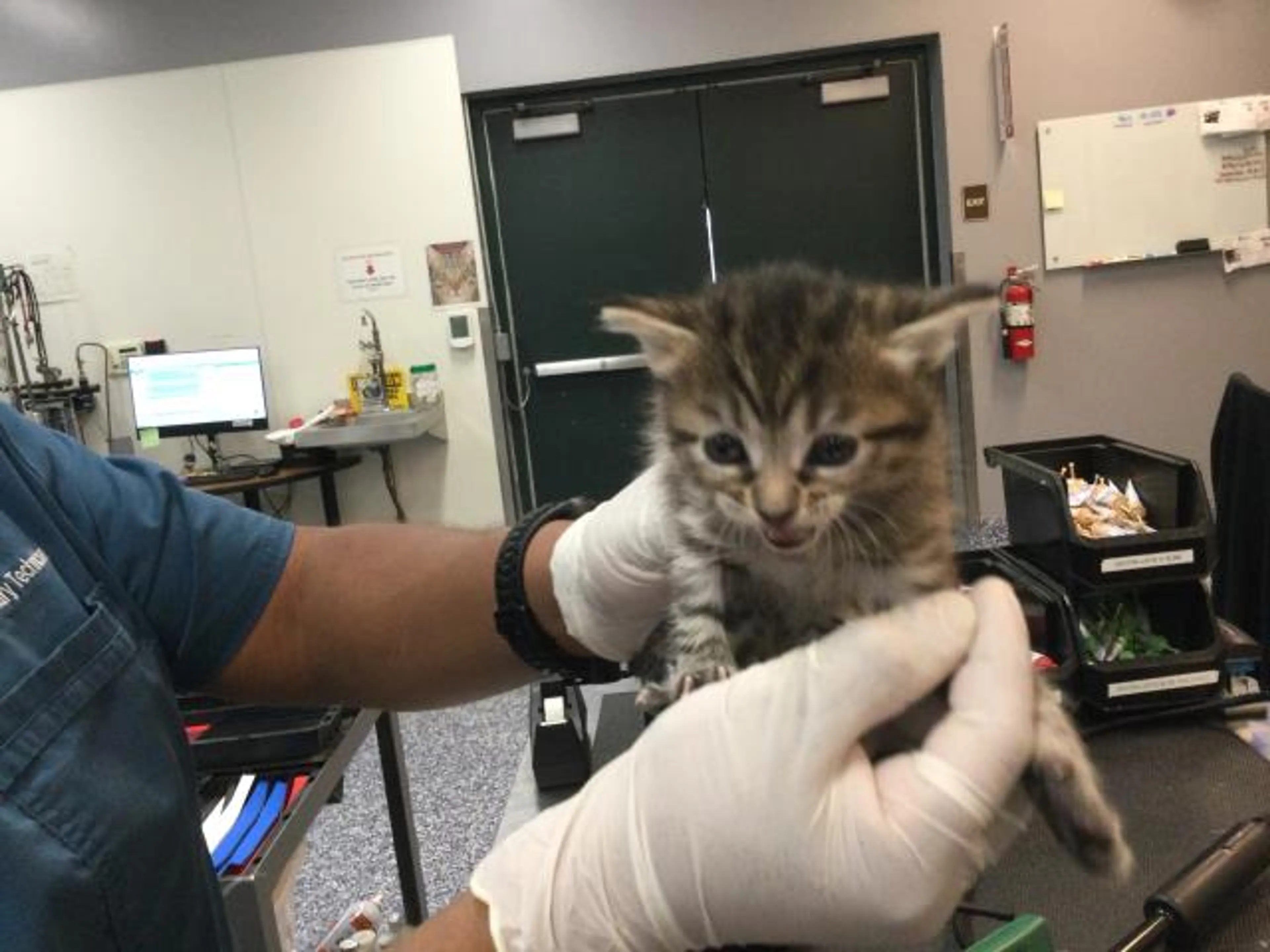 Found pet