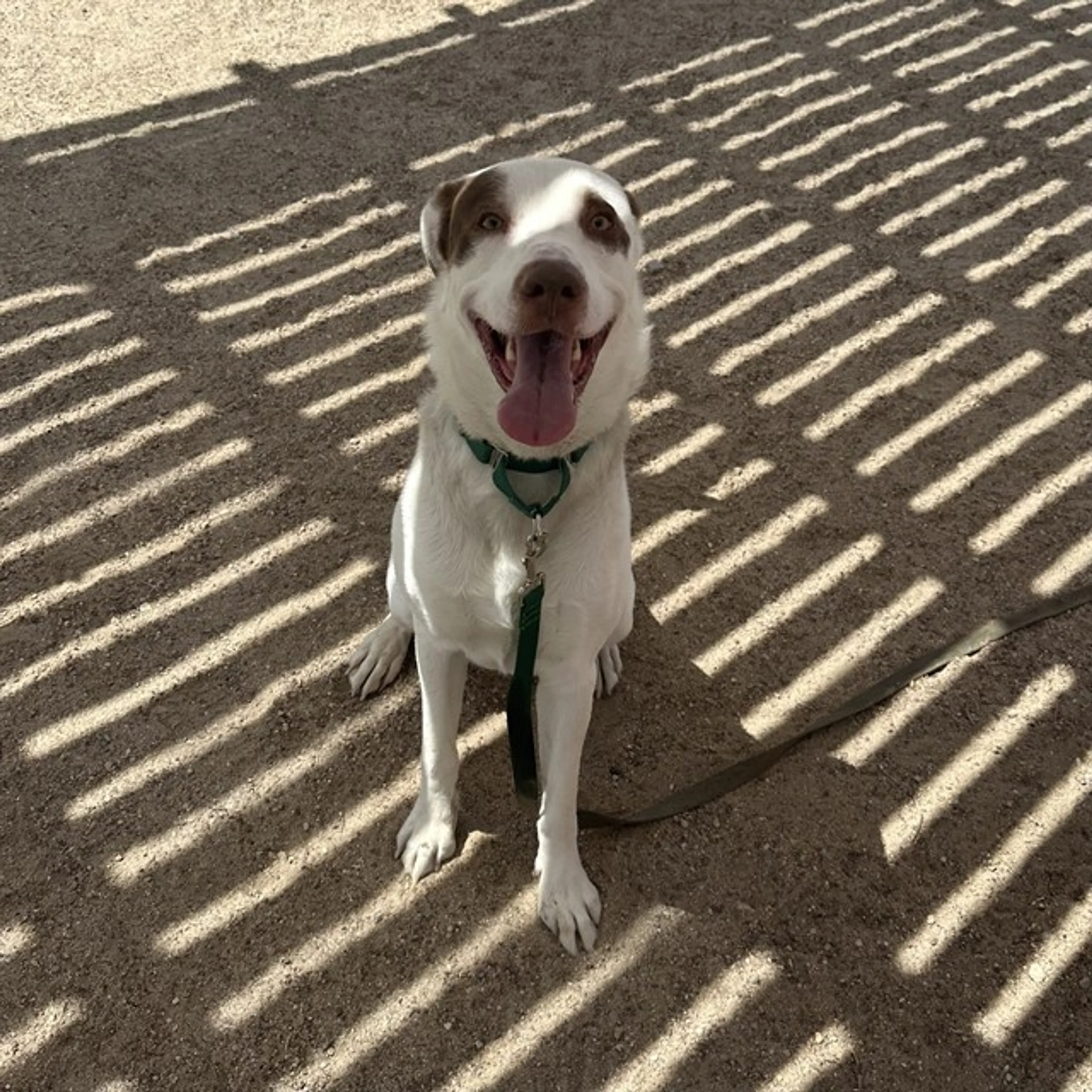 Found pet