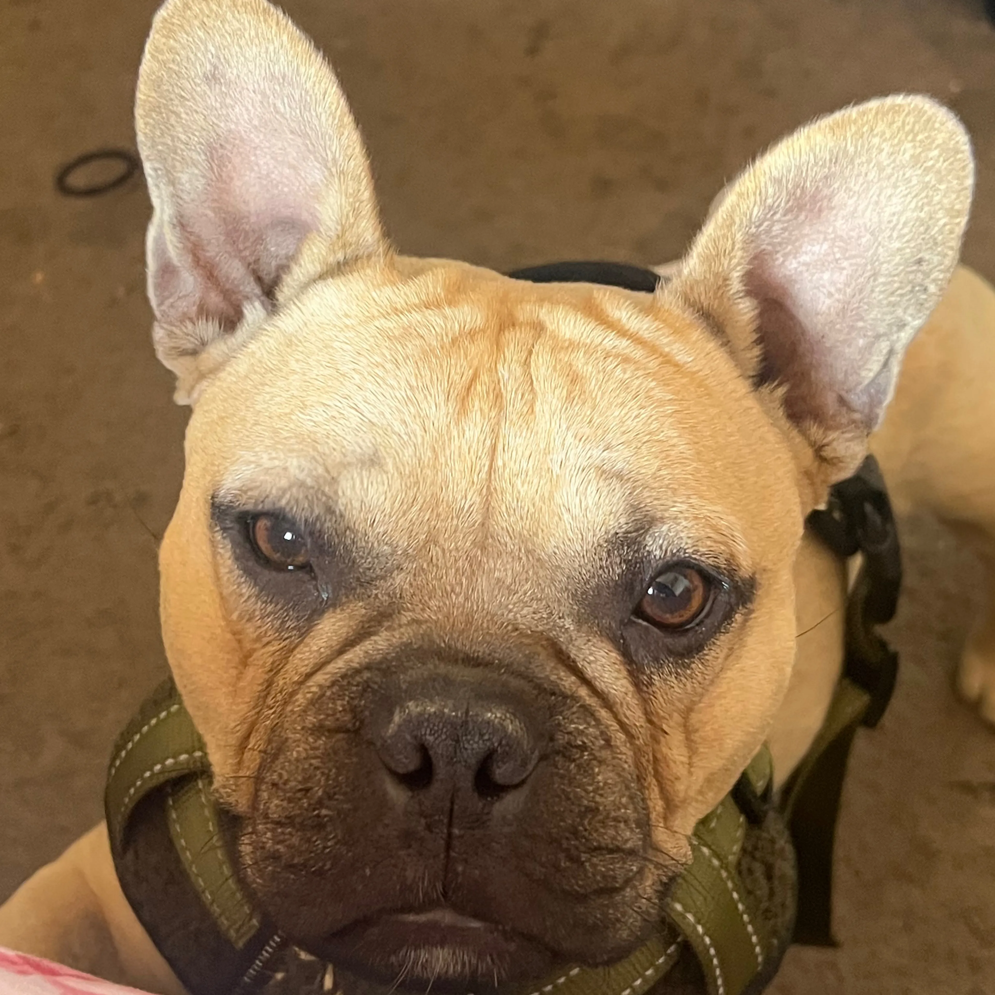 Lost pet-2