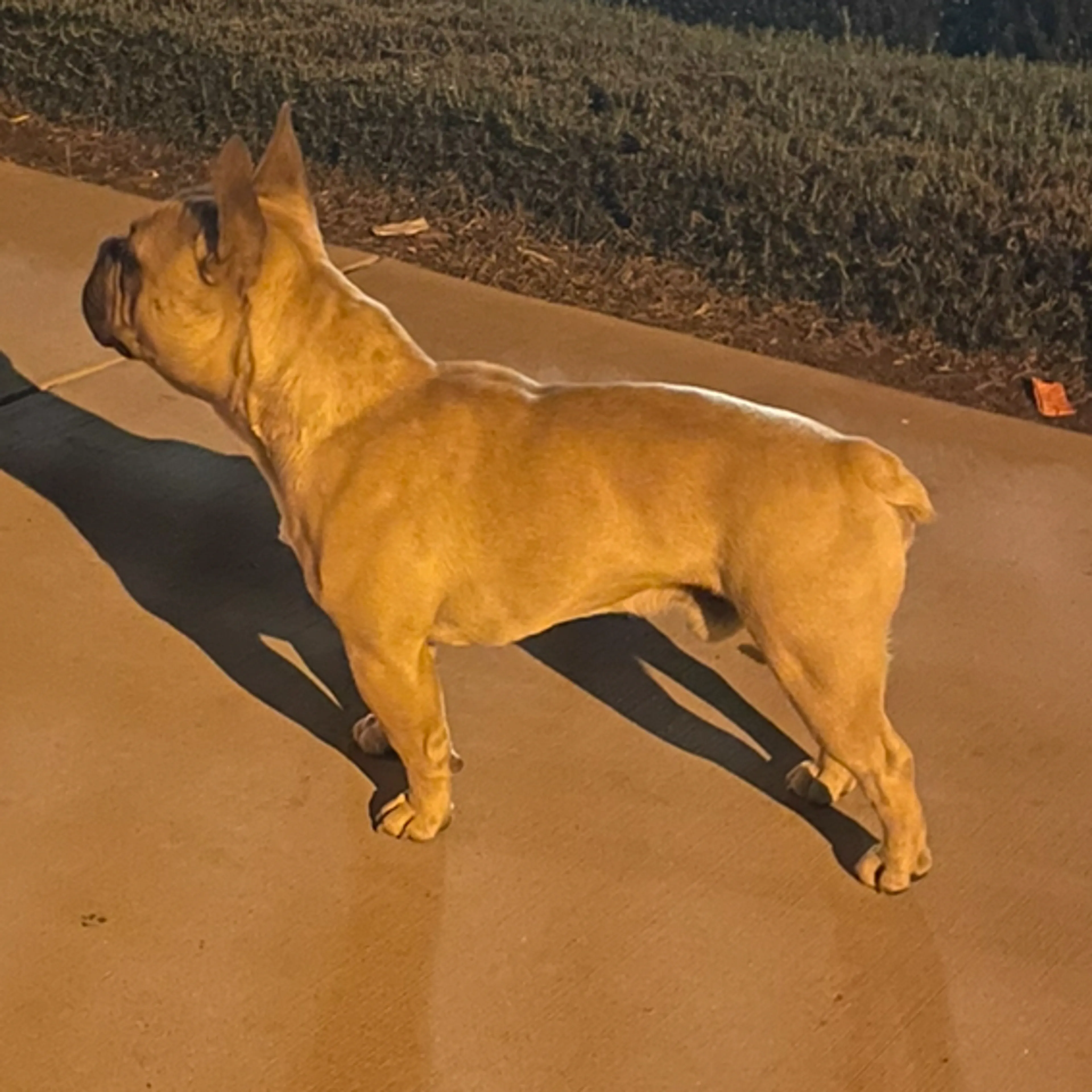 Lost pet-1
