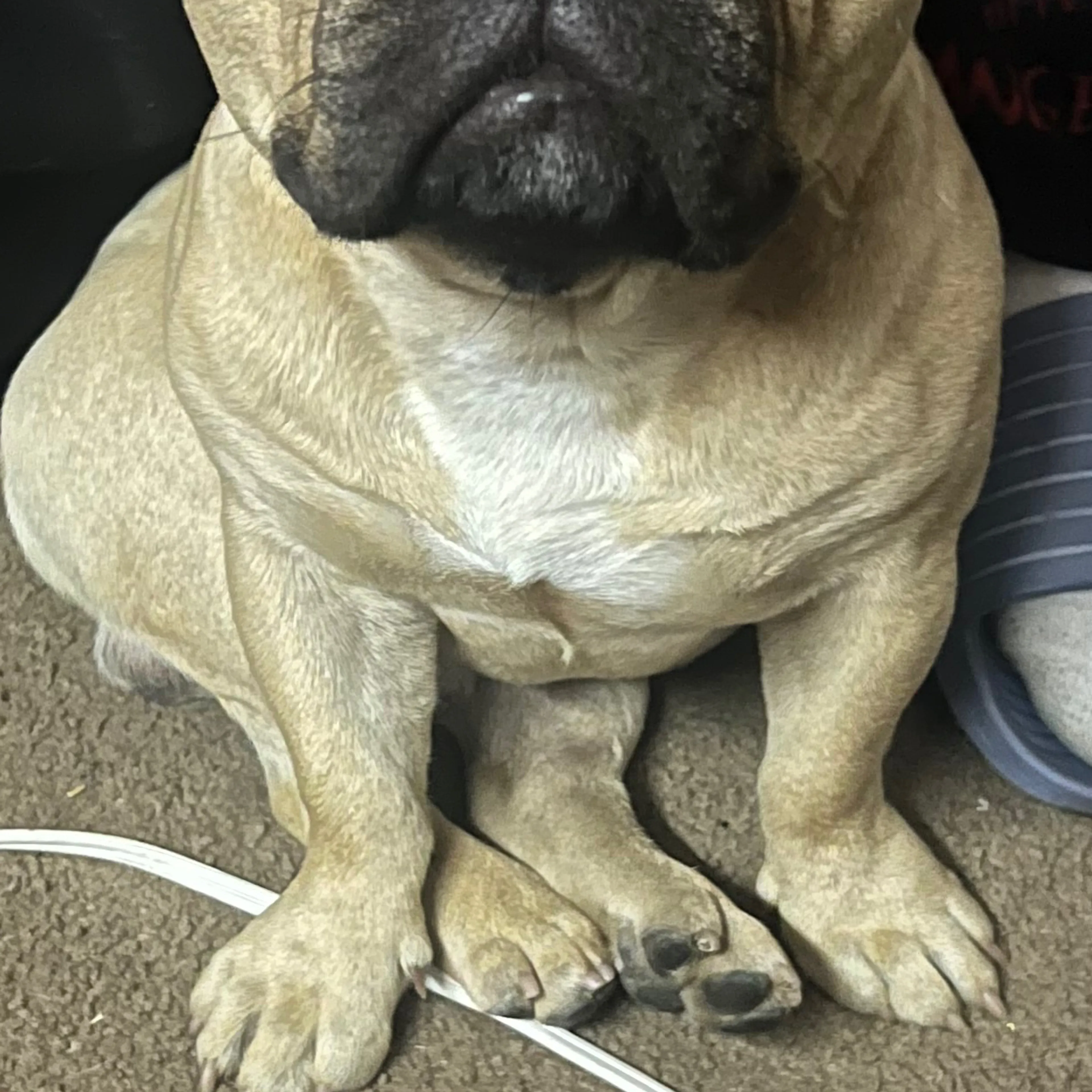 Lost pet-3
