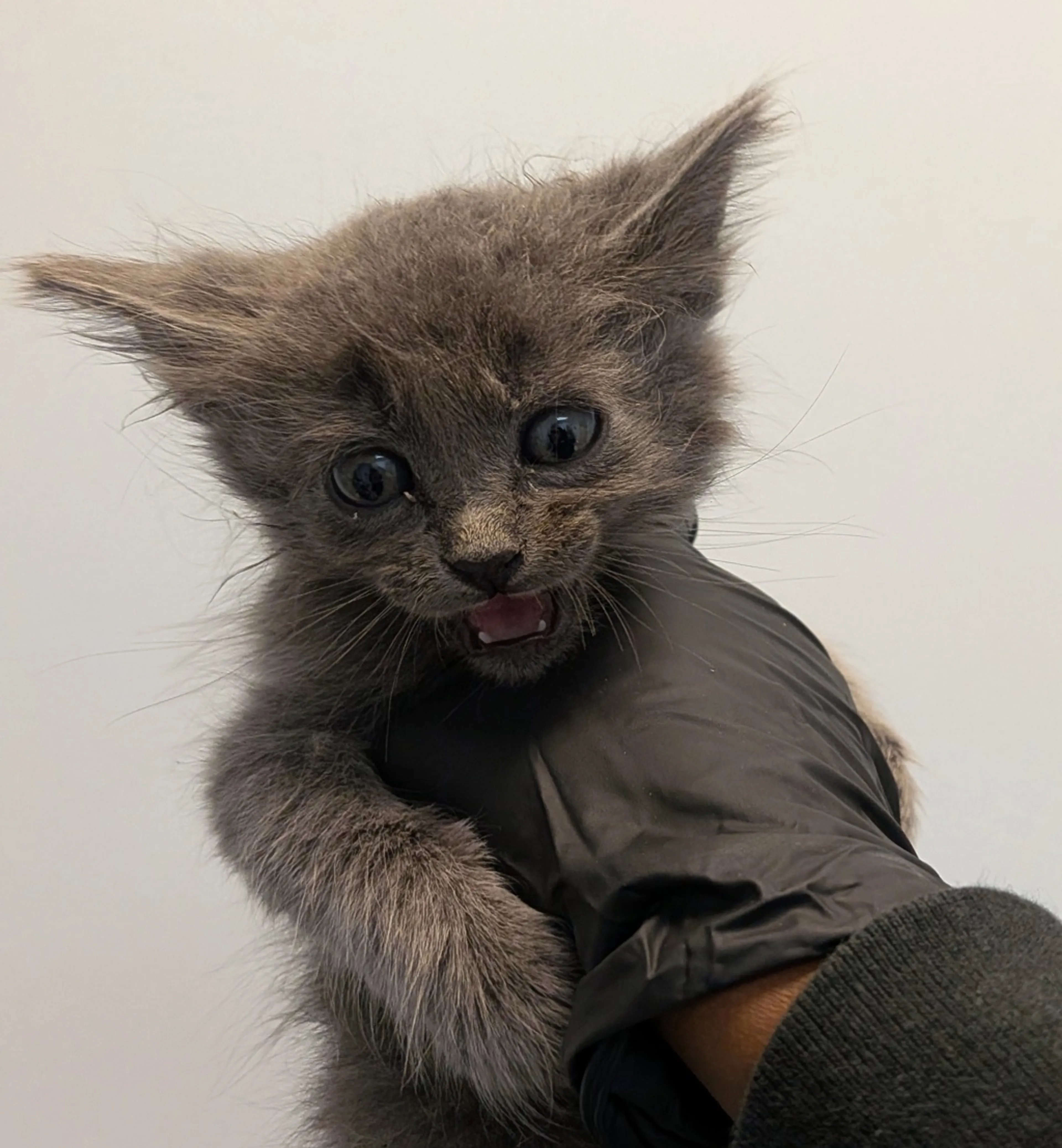 Found pet