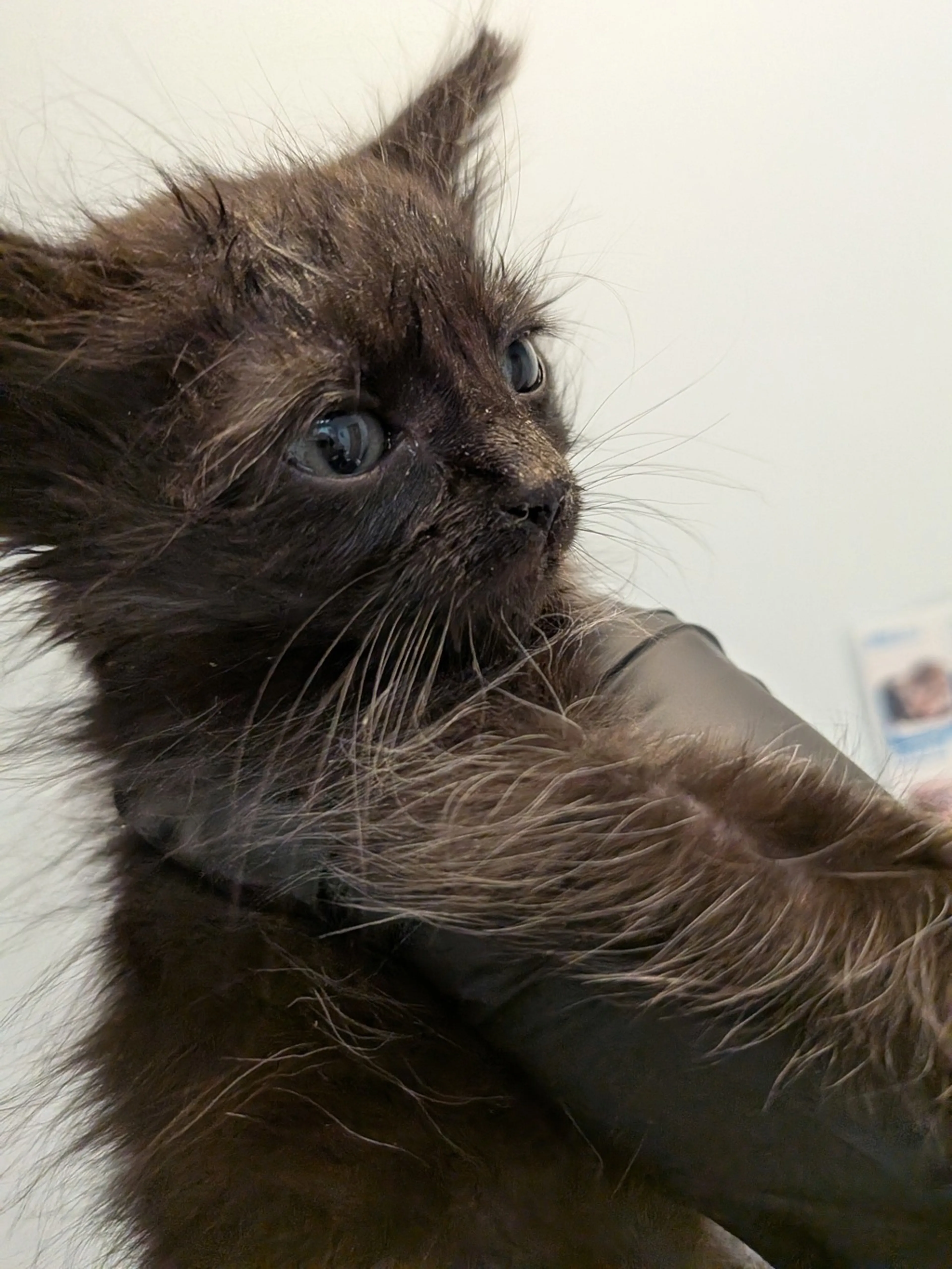 Found pet