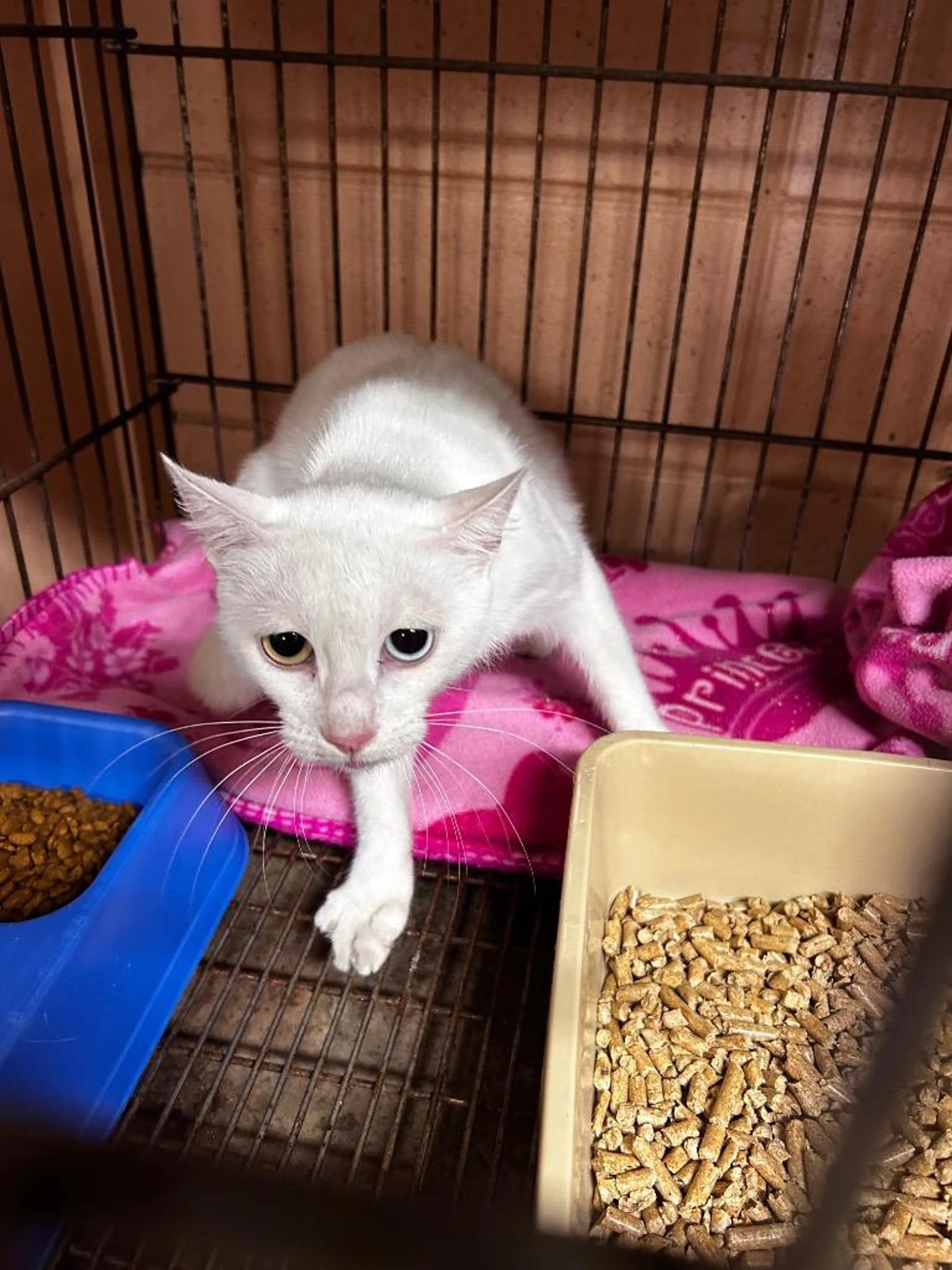 cdn image