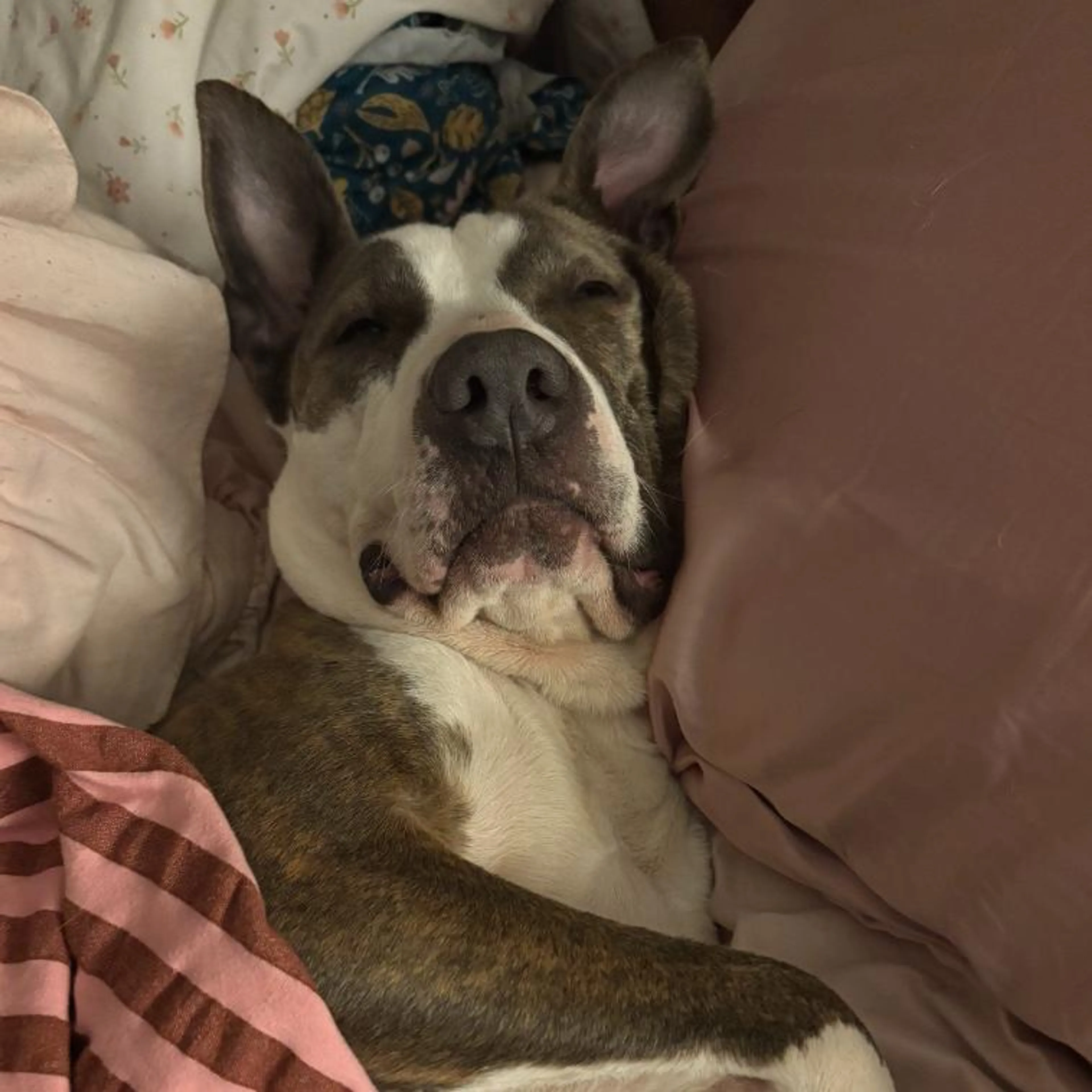 Found pet-5