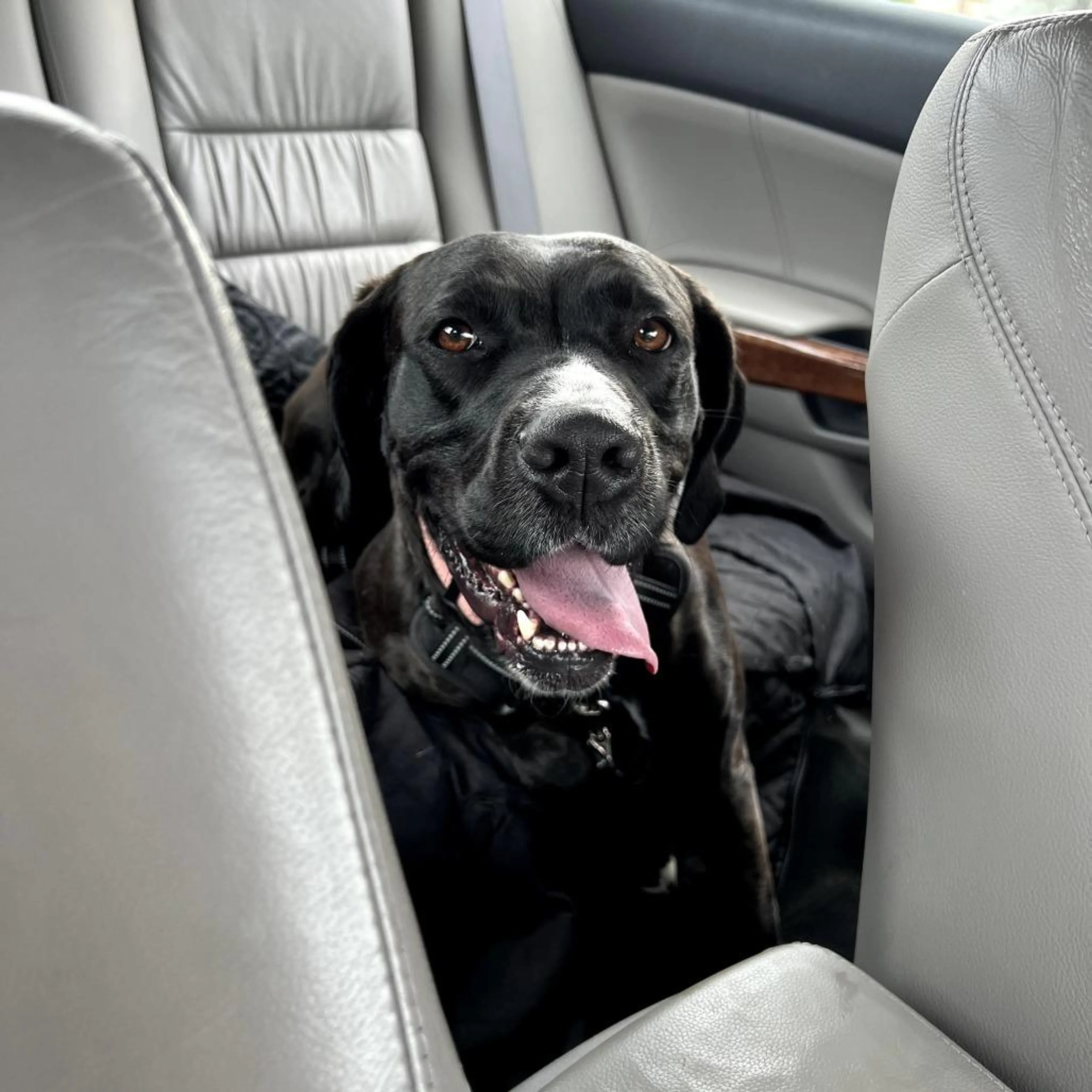 Found pet-4