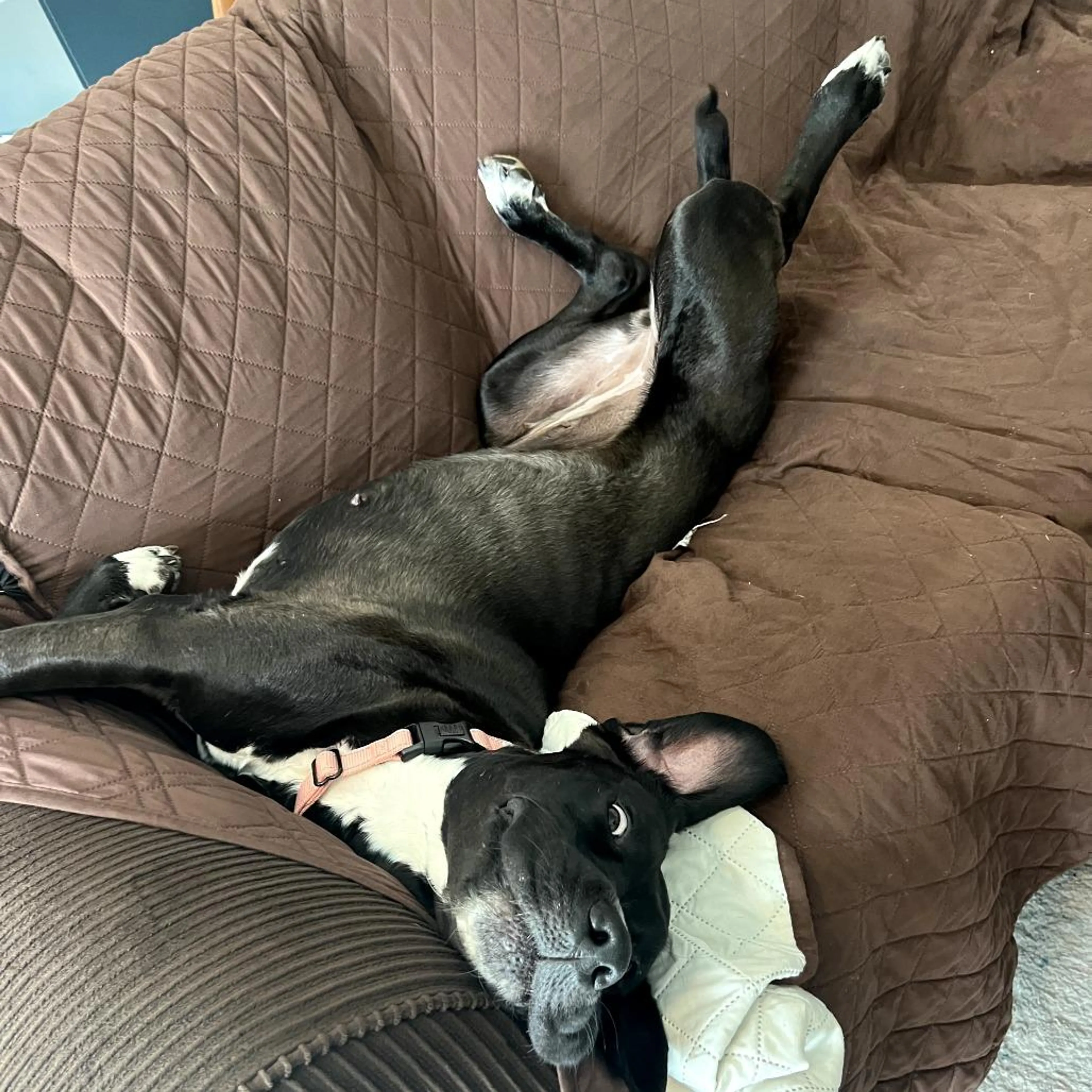 Found pet-3