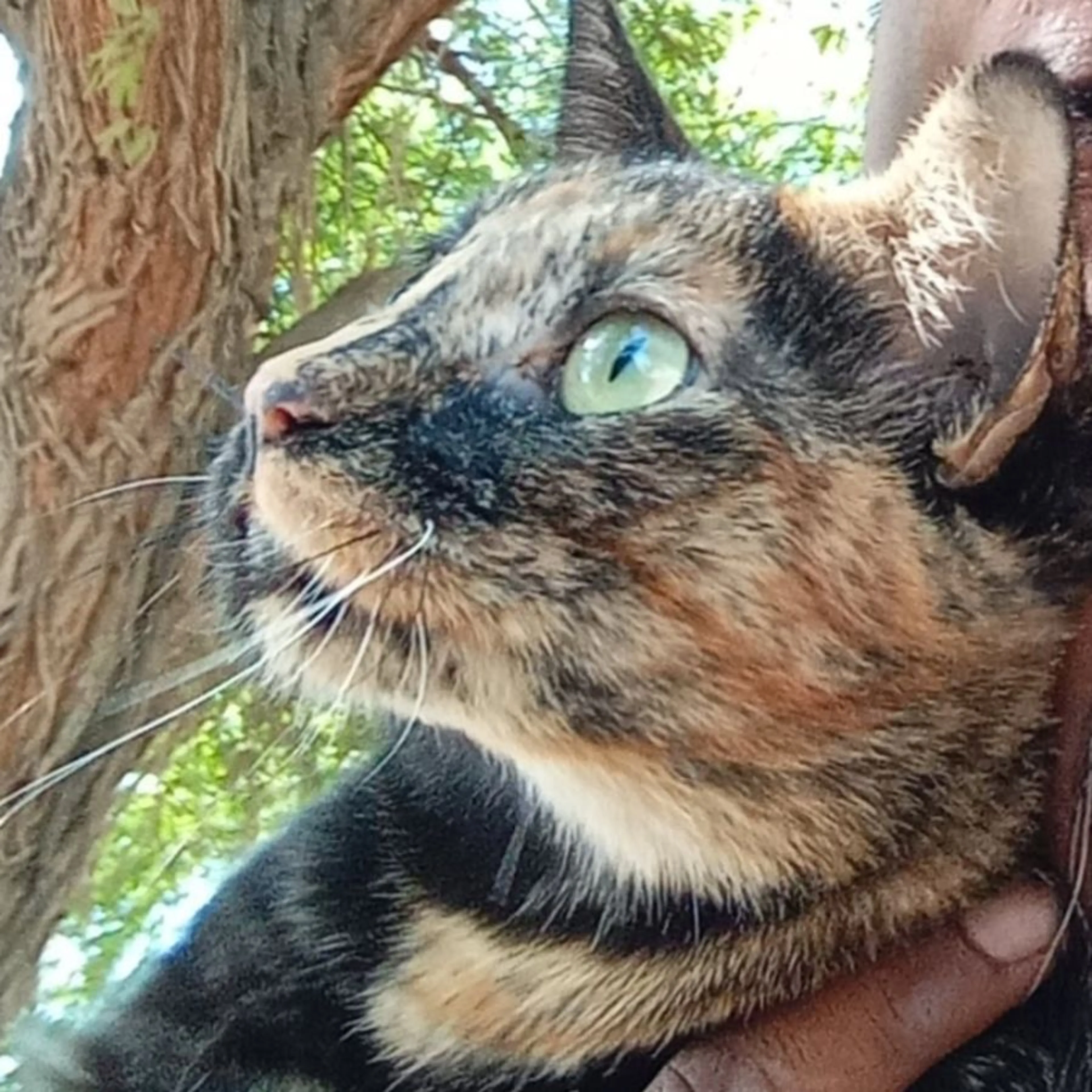 Lost pet