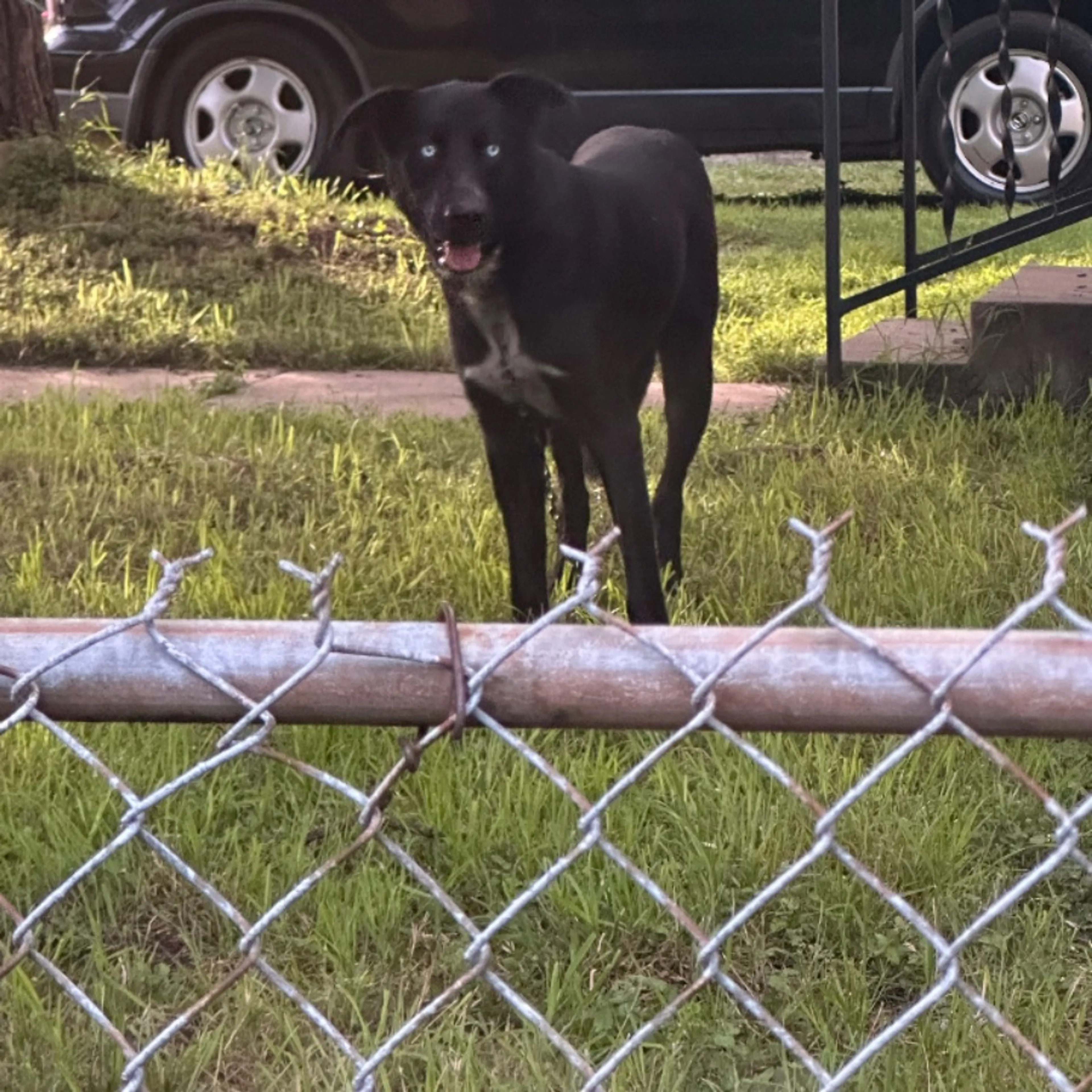 Found pet-0