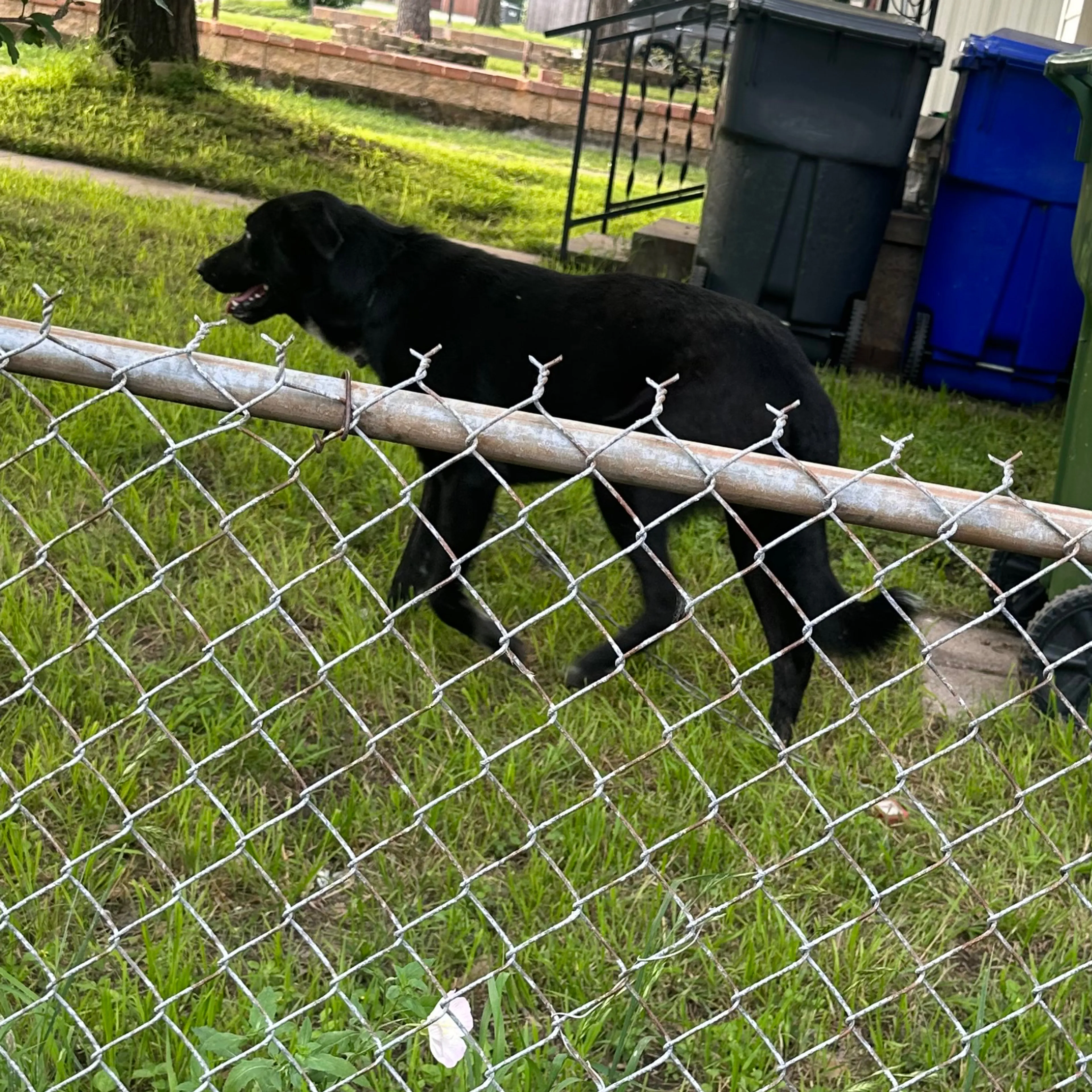 Found pet-1