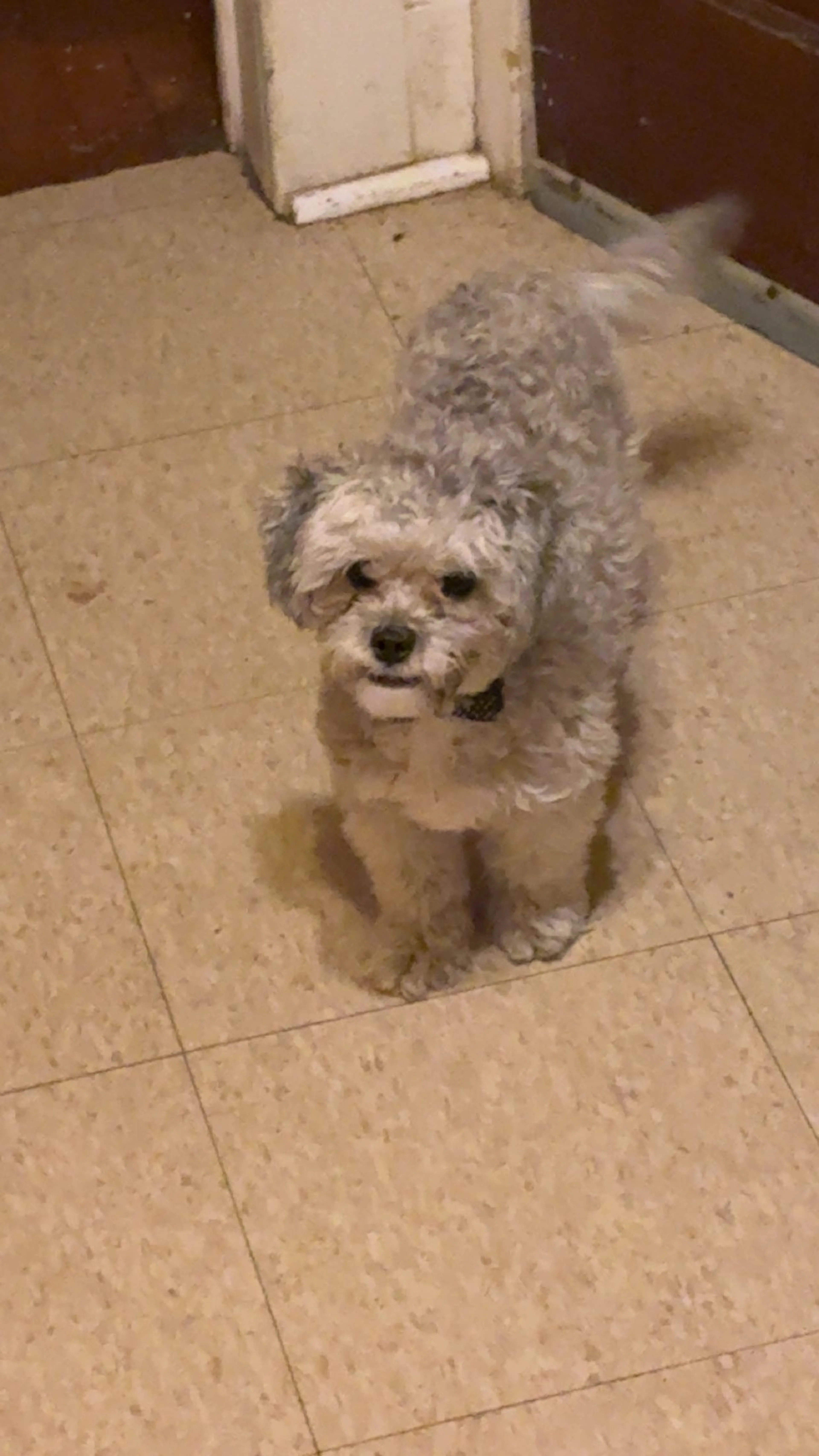 Lost pet
