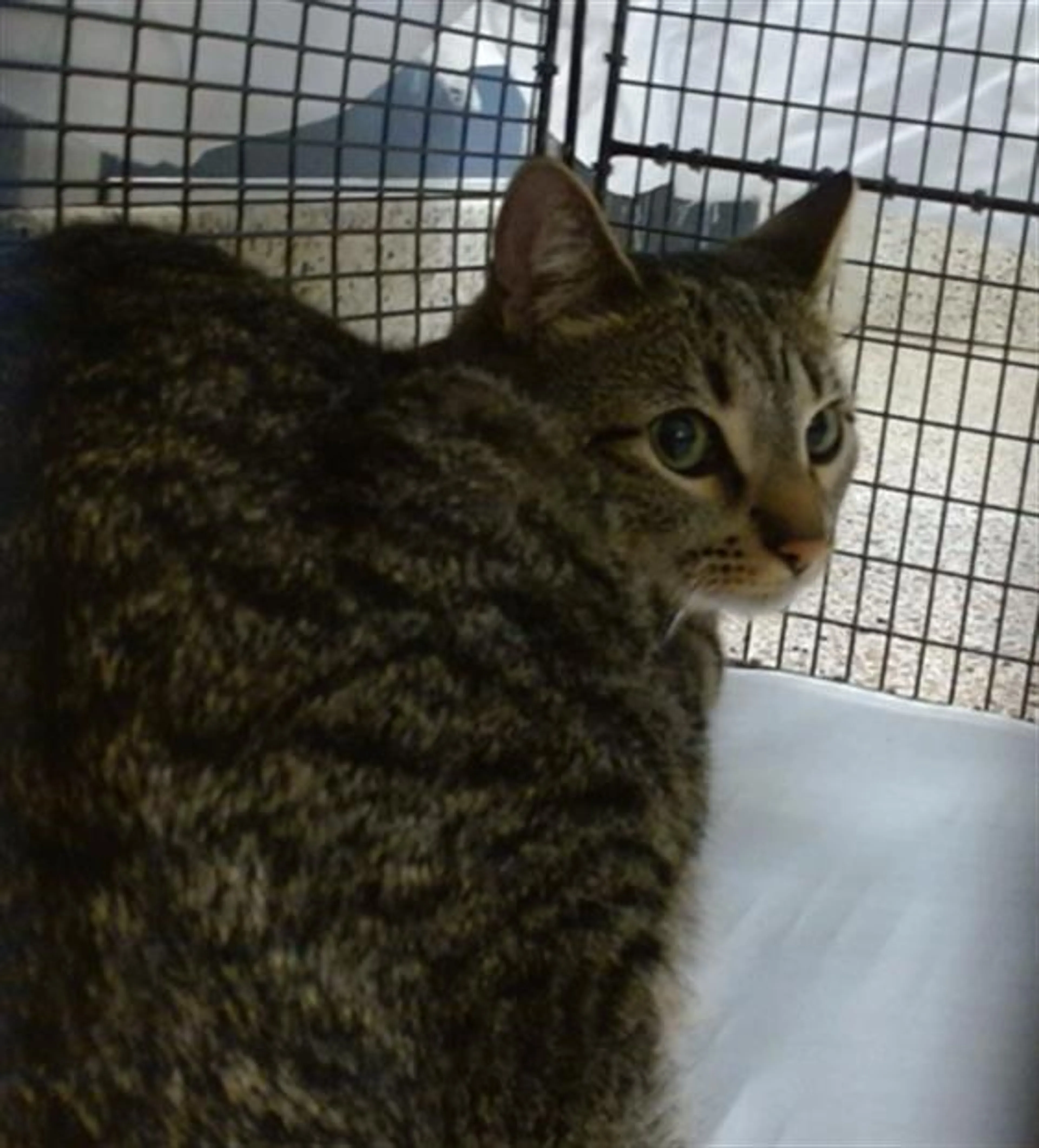 Found pet
