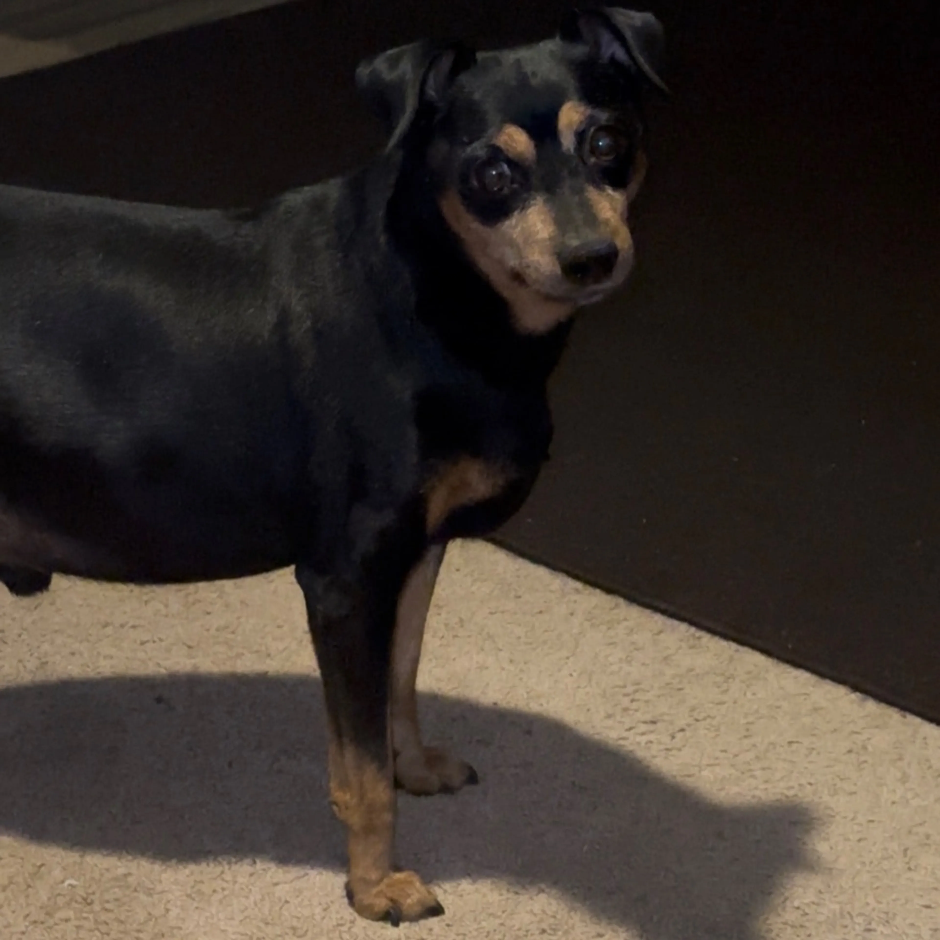 Lost pet-0