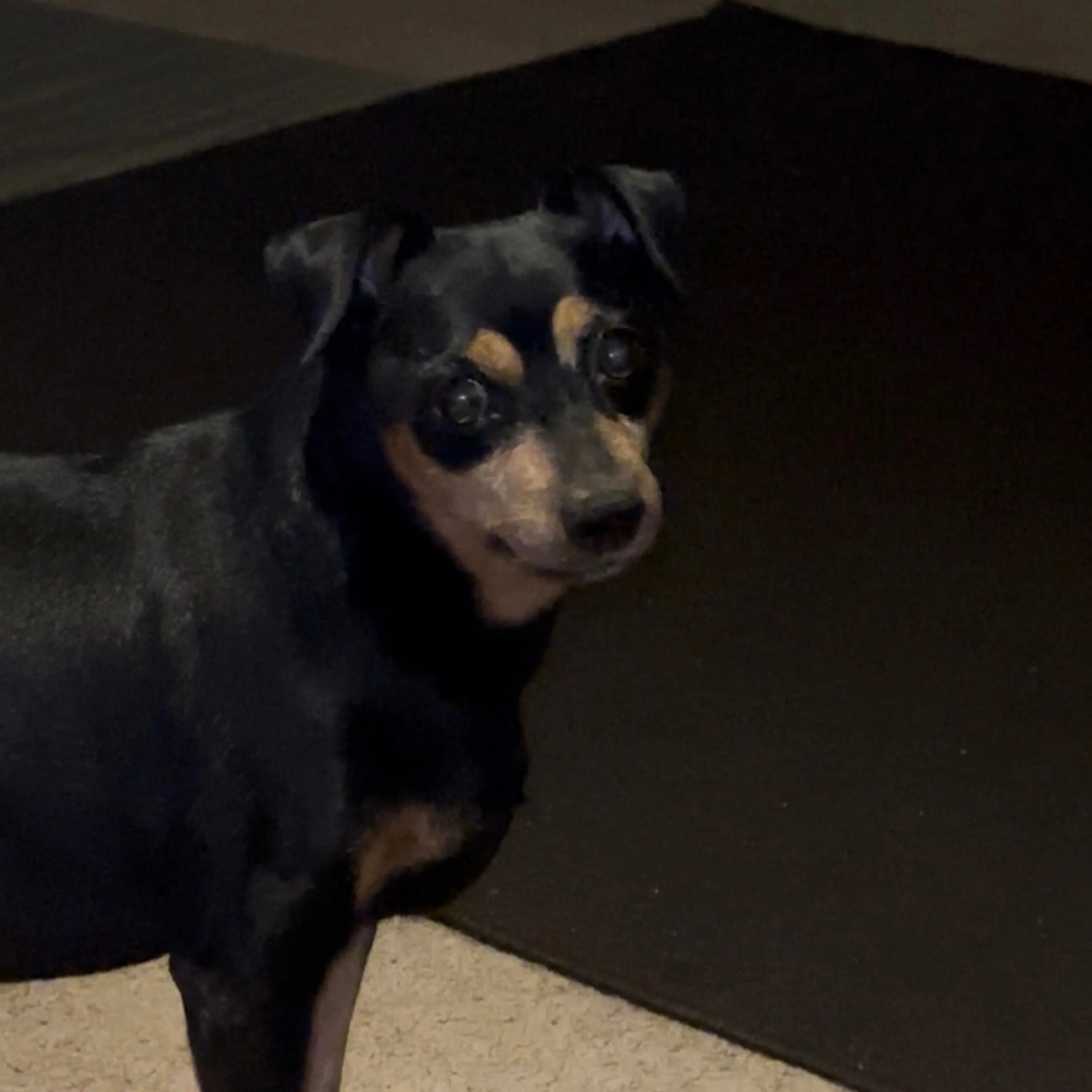 Lost pet-2