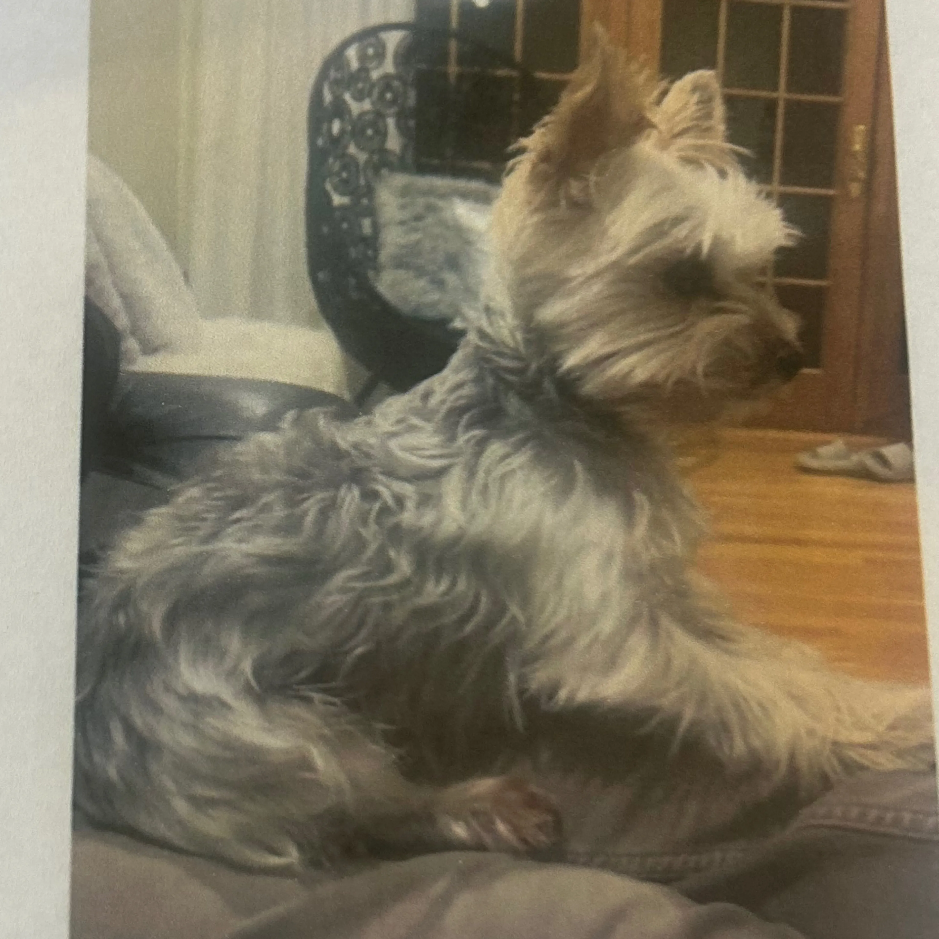 Lost pet-1