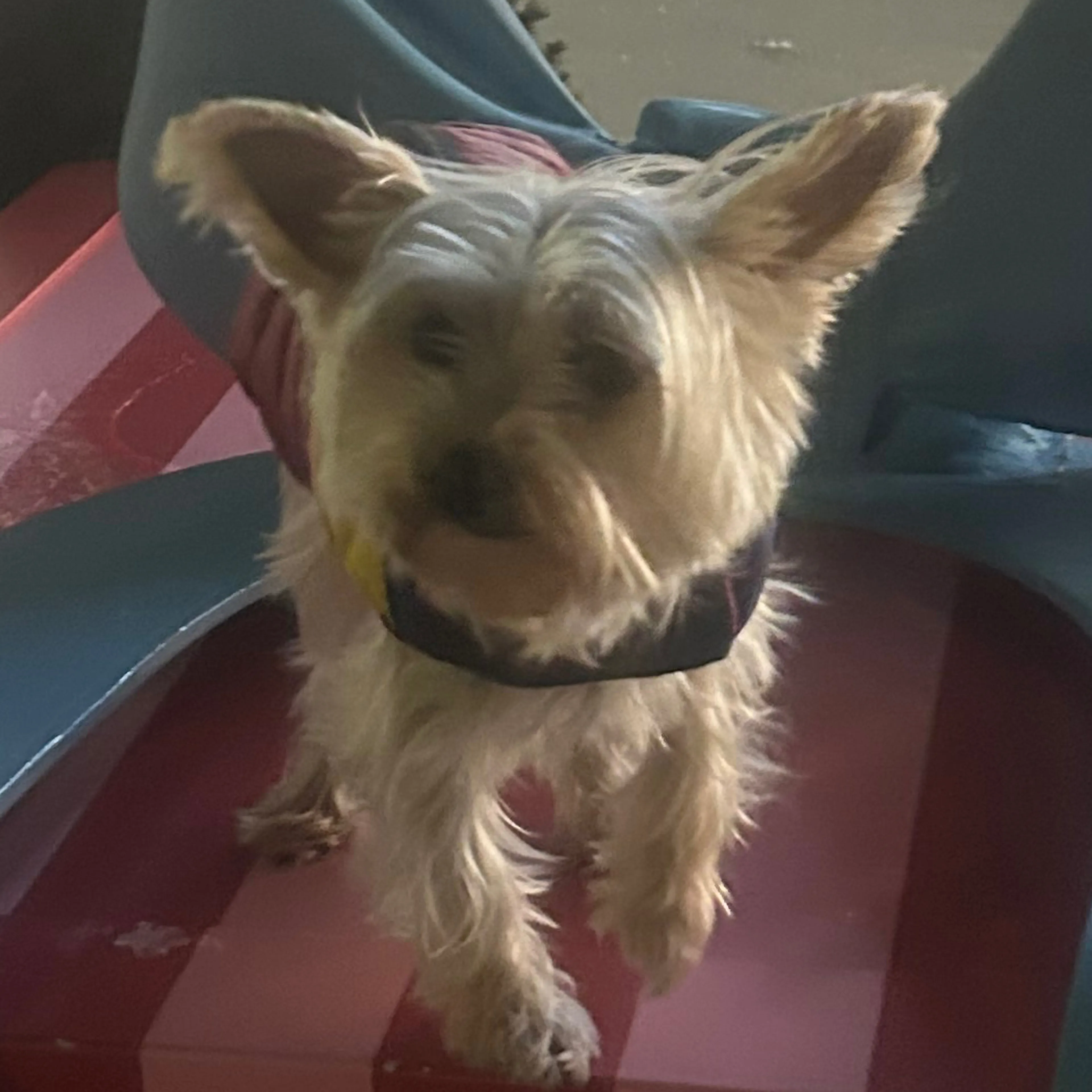 Lost pet-3