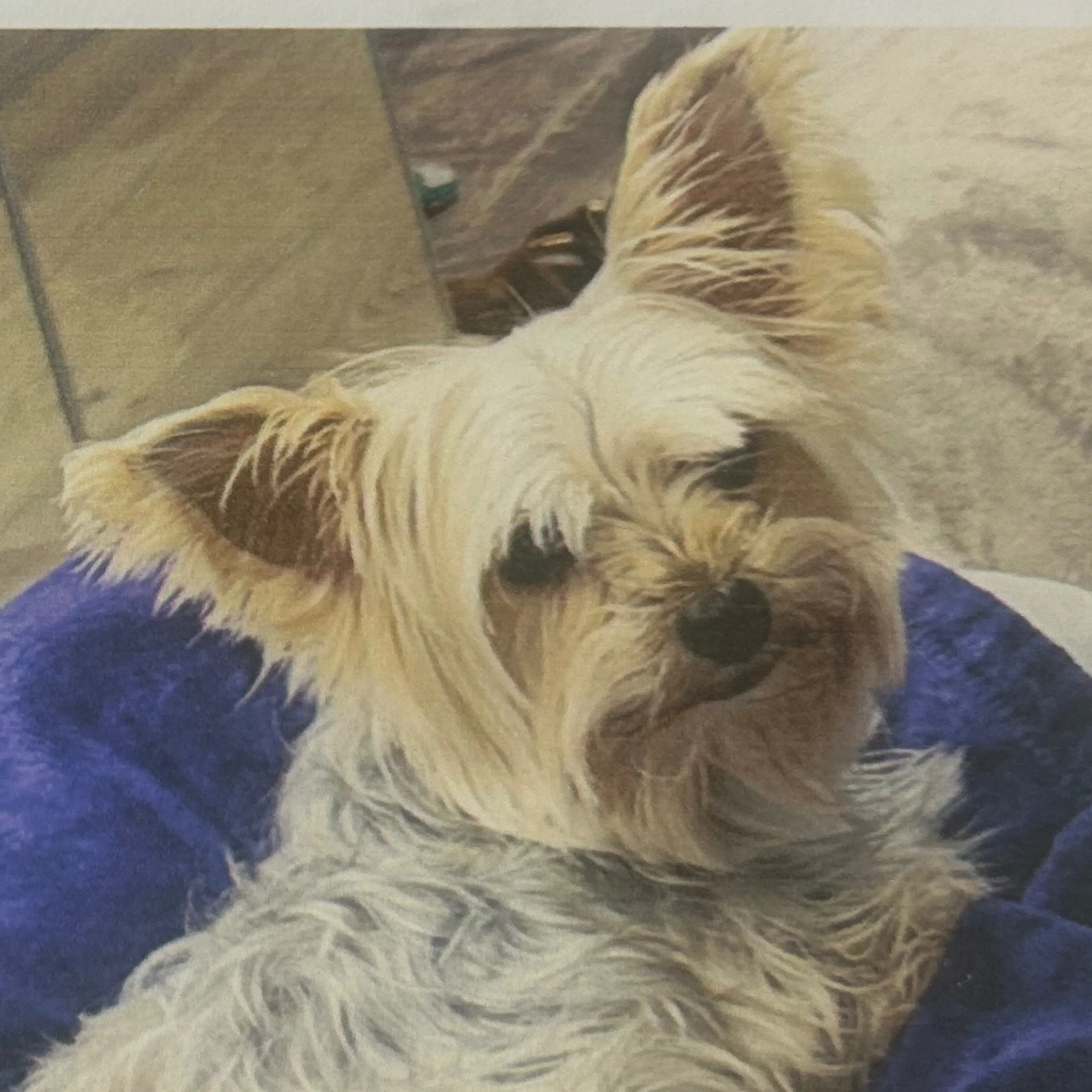 Lost pet-2