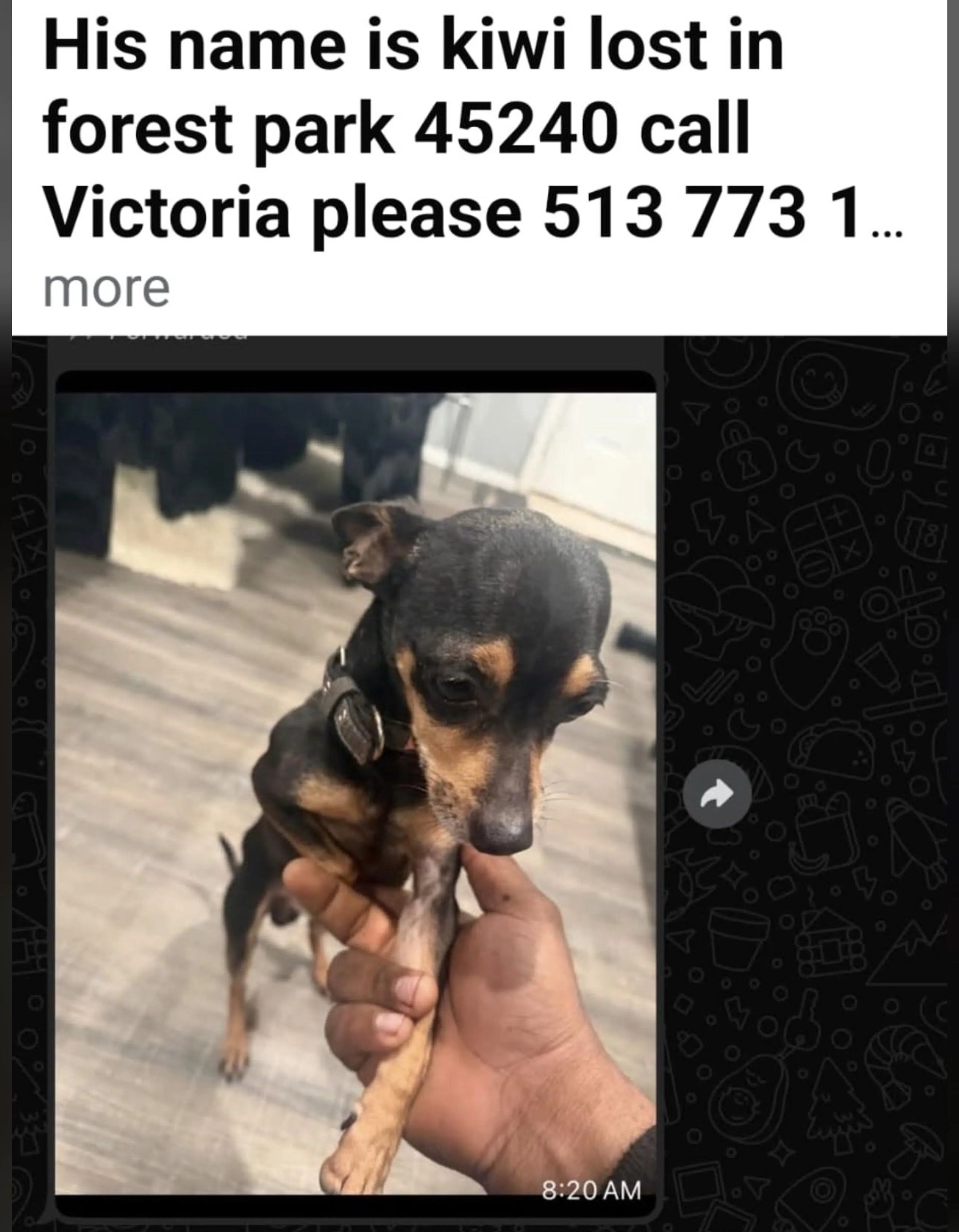 Lost pet