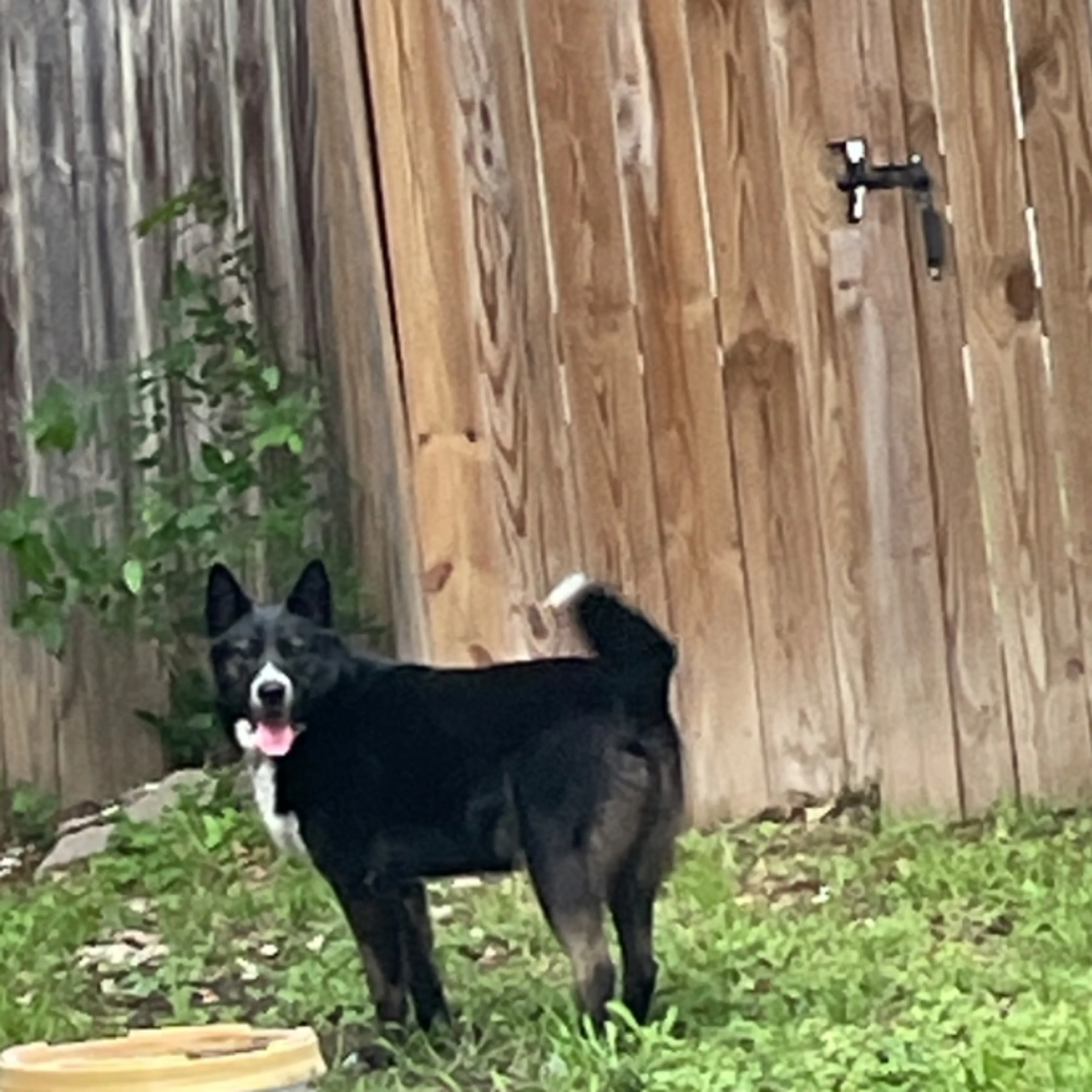 Found pet