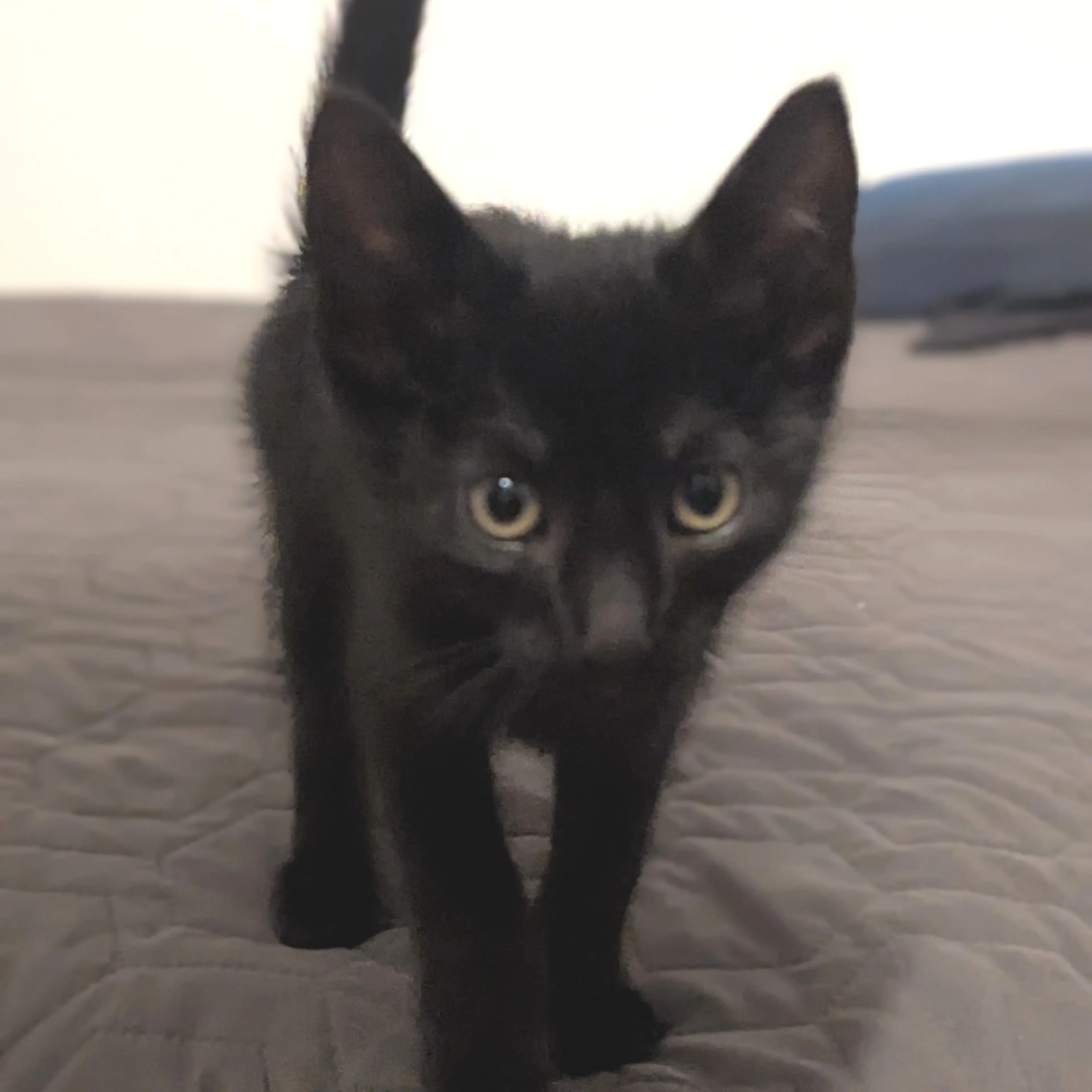 Found pet-2