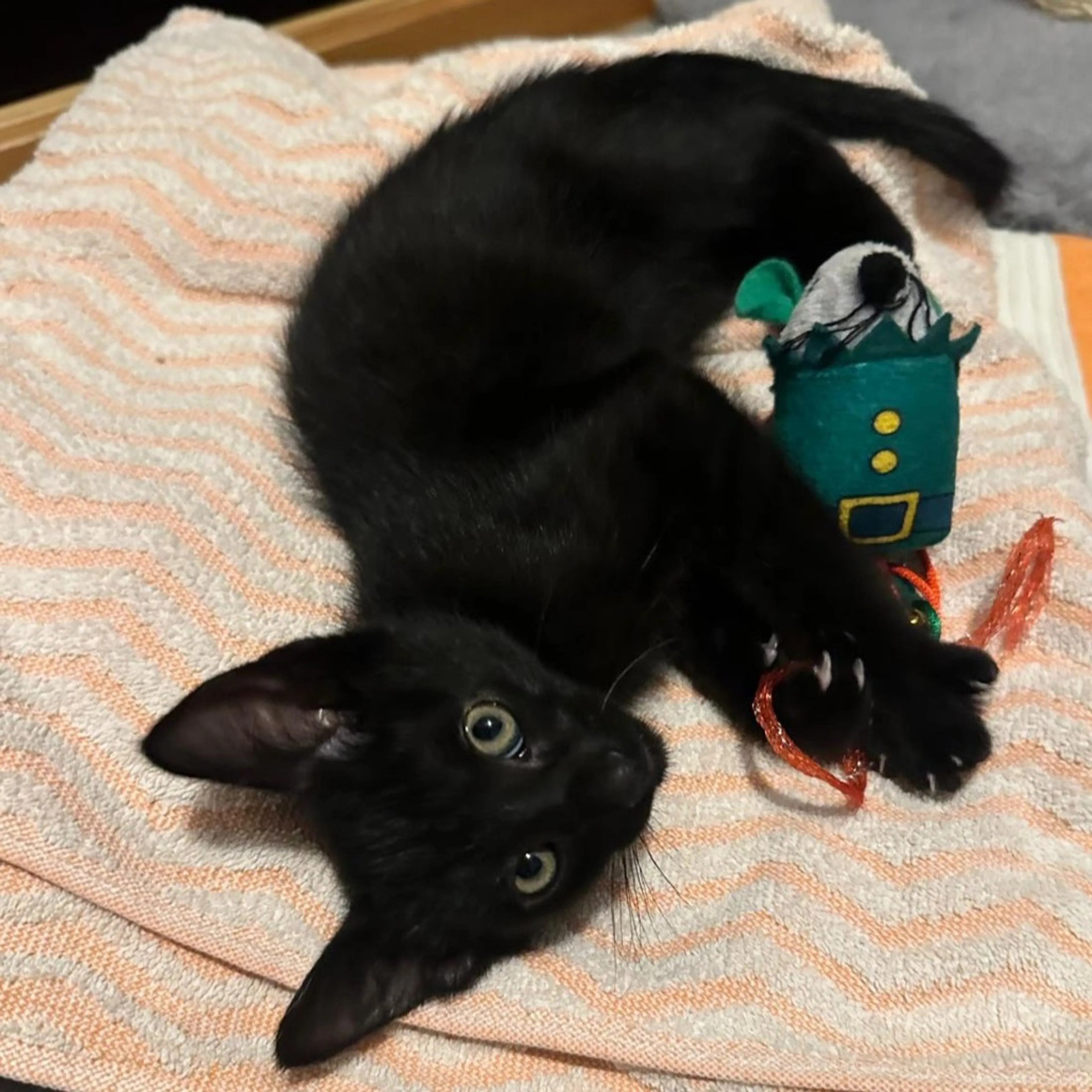 Found pet-1