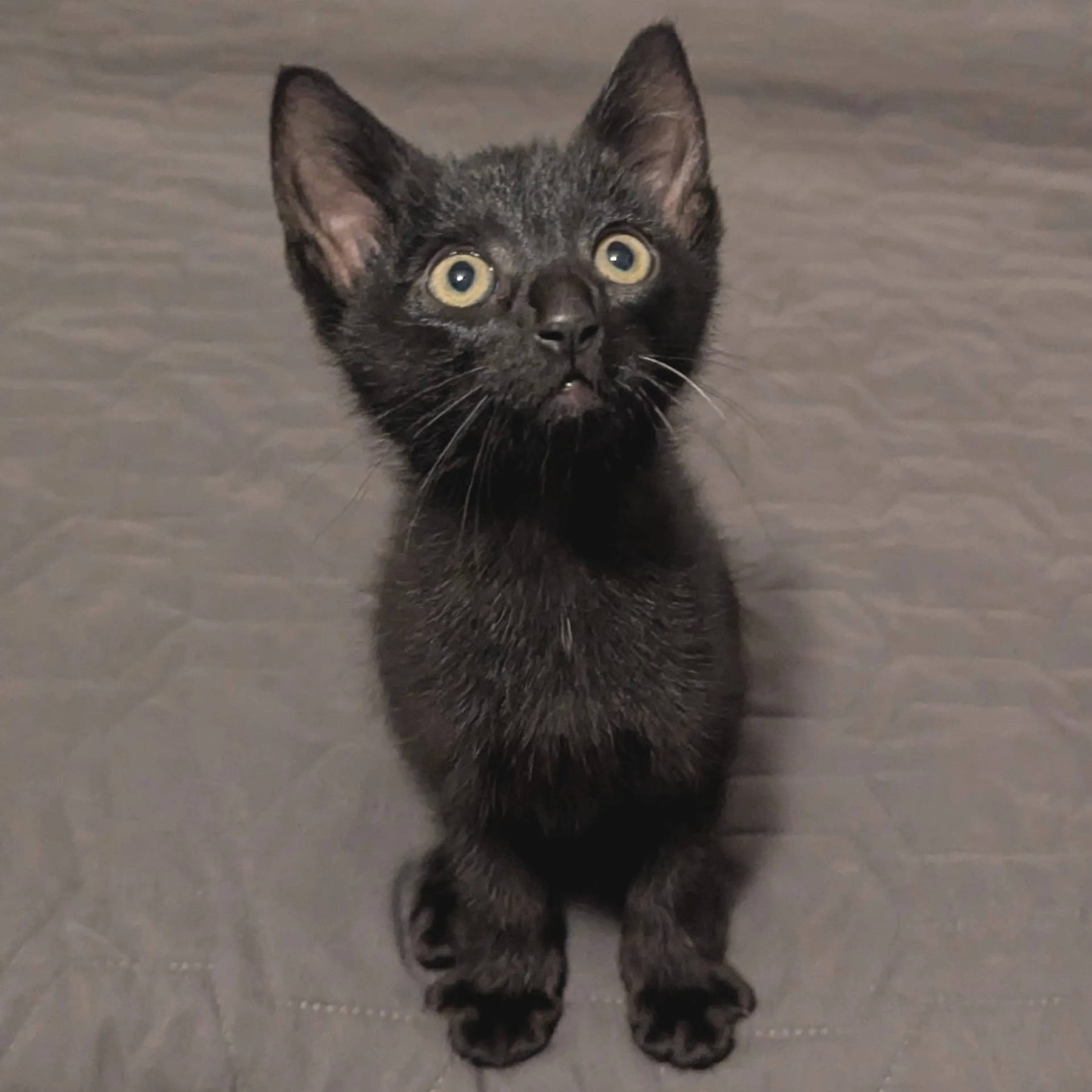 Found pet-0