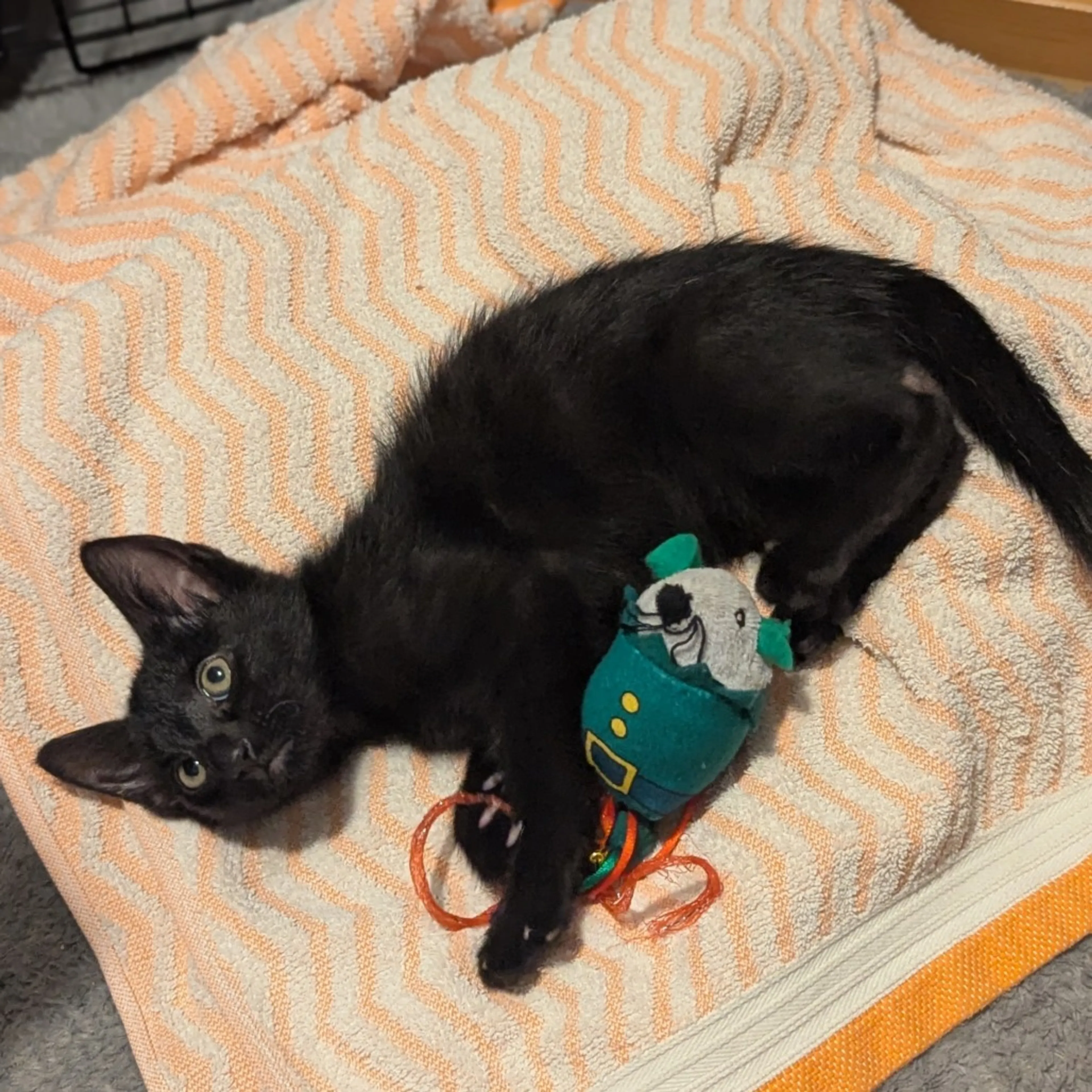 Found pet-3