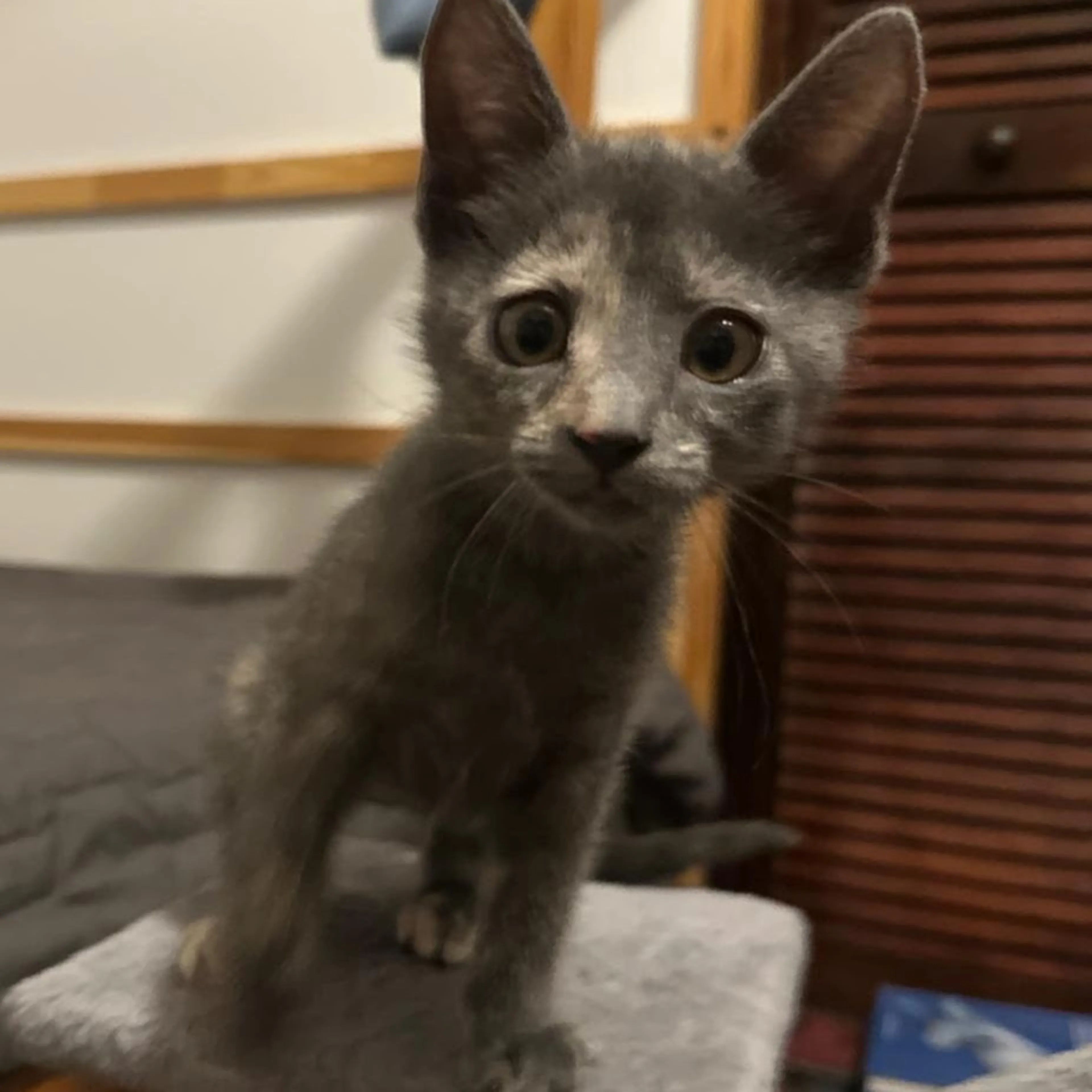 Found pet-2