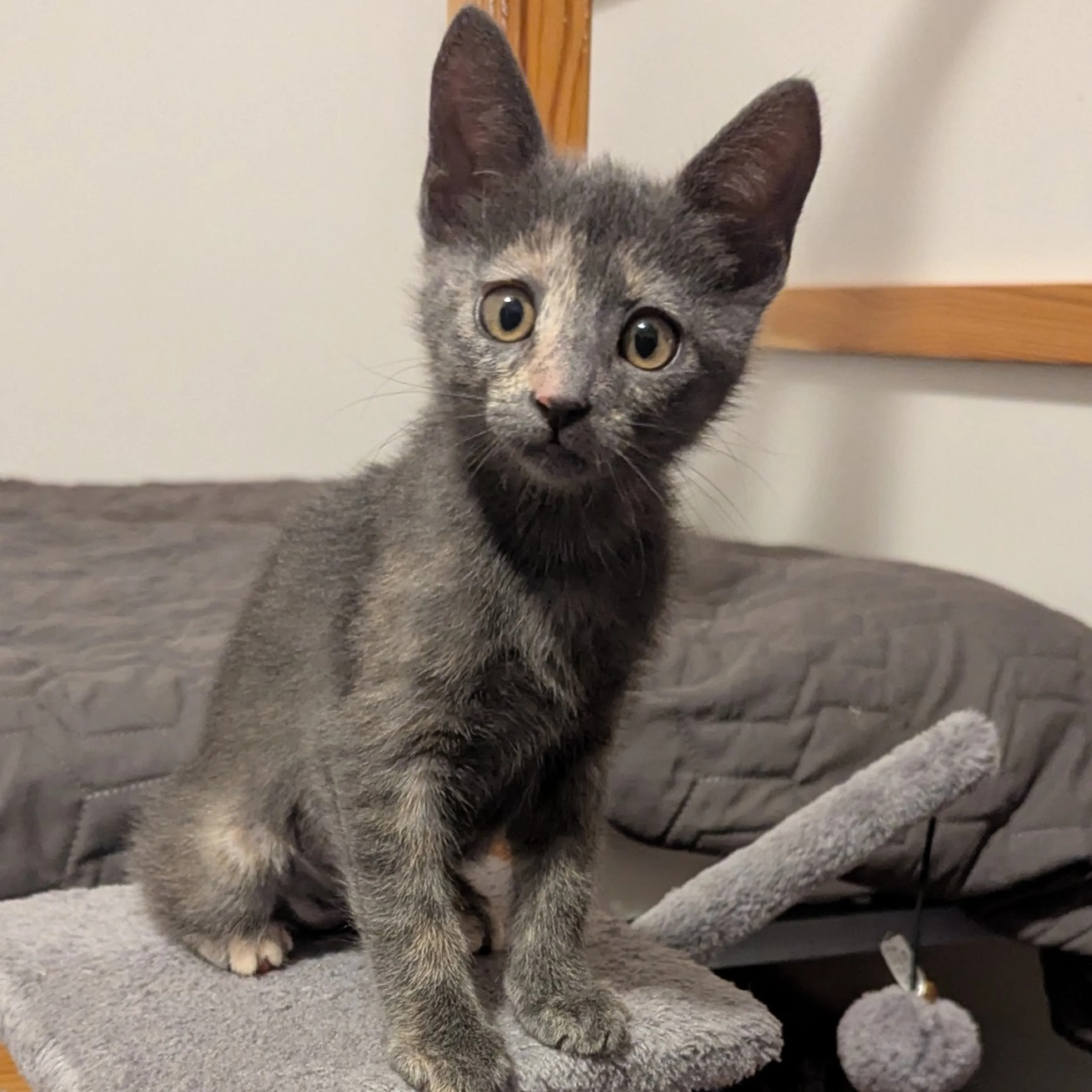 Found pet-0