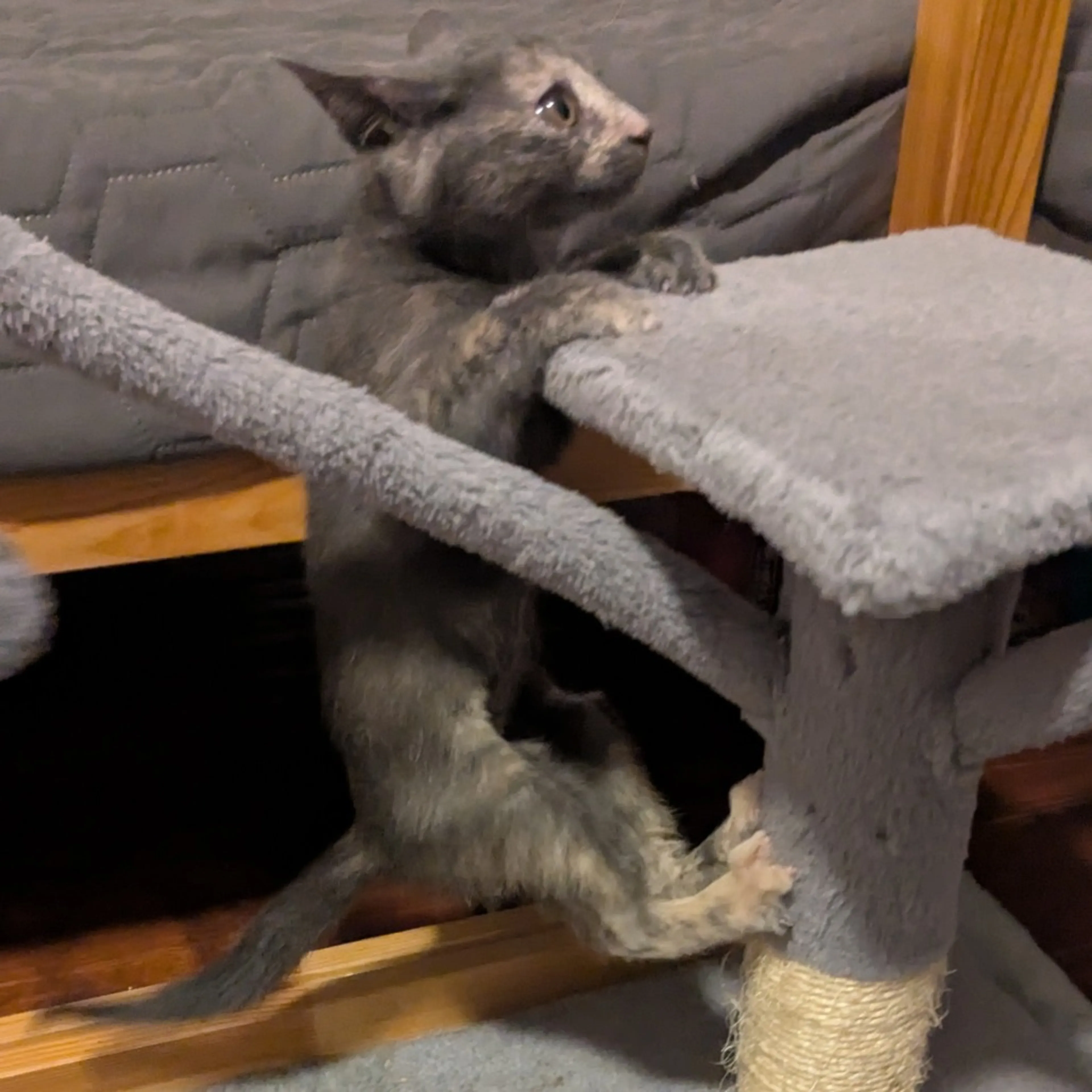 Found pet-3
